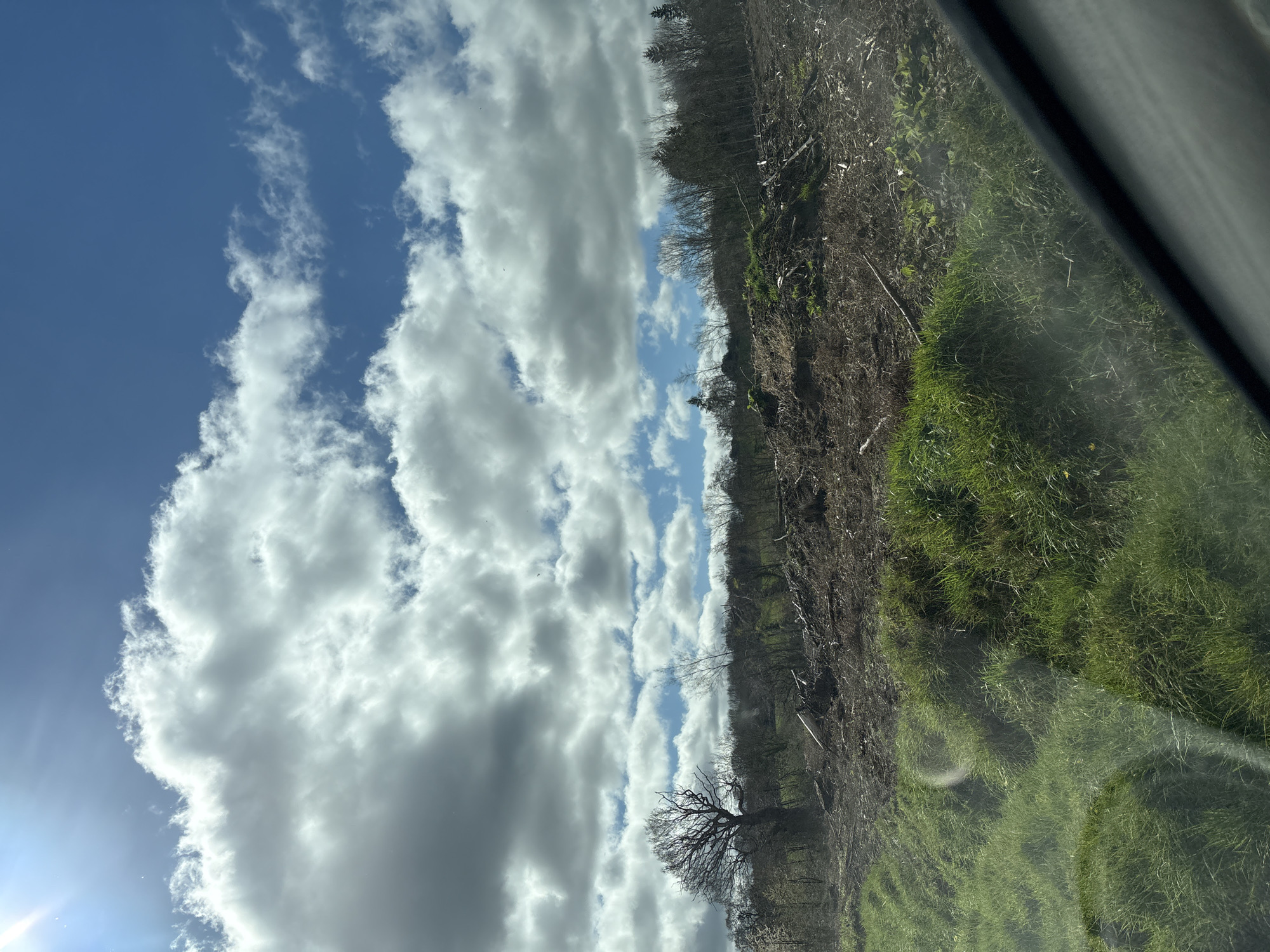 The image shows a view from inside a vehicle, likely a car, showcasing a landscape near Pulverbatch, United Kingdom. The sky dominates the left side, filled with billowing white cumulus clouds against a backdrop of blue sky. The right side depicts a field transitioning from dry, brown vegetation with bare trees to vibrant green grass. A portion of the car's window frame is visible on the top right. The scene captures a clear, sunny day, possibly during early spring, with fresh green growth emerging.