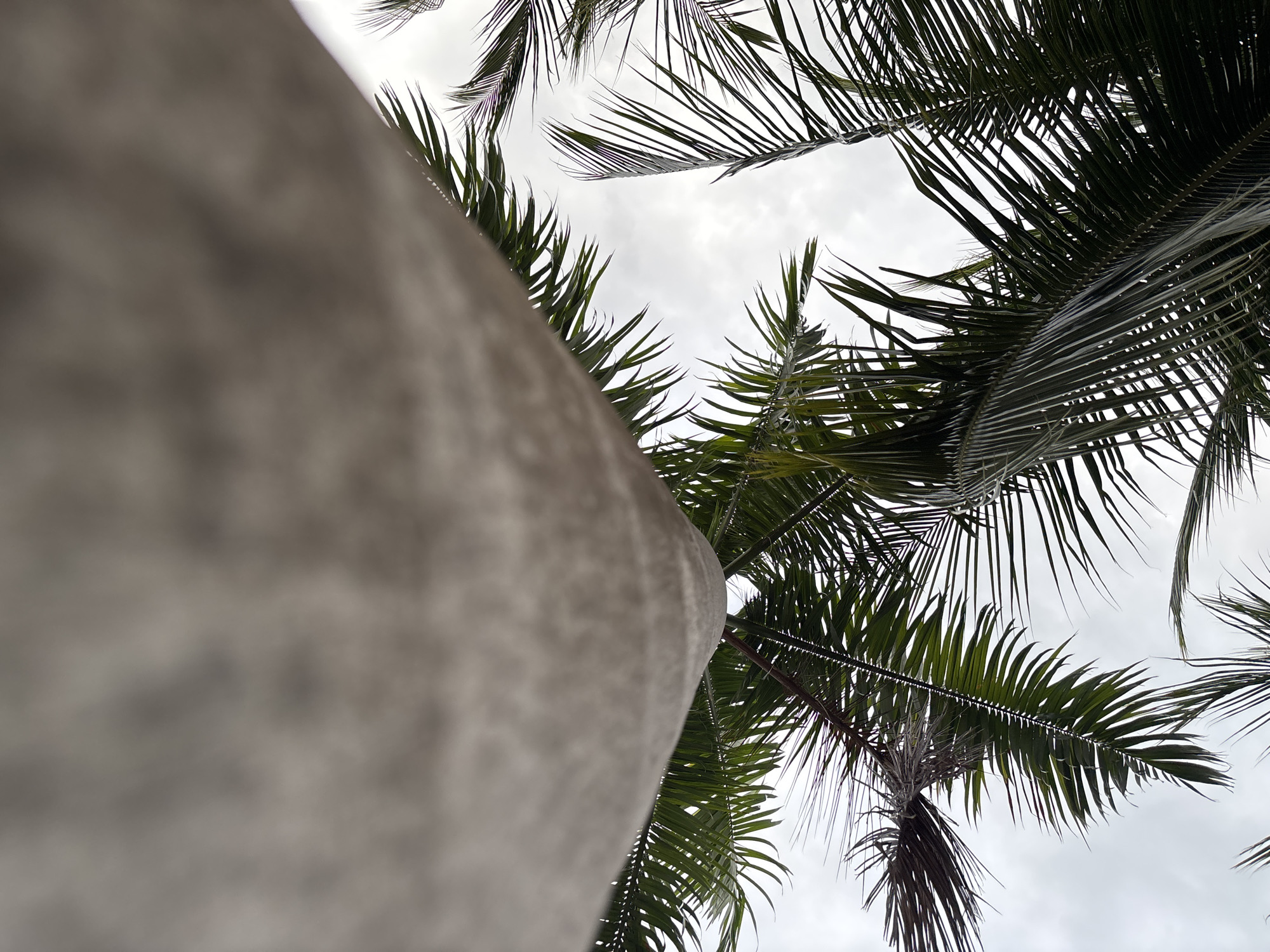An upward-angle, low-light, medium shot captures a palm tree trunk and fronds against an overcast sky. The trunk, a smooth, light grey, dominates the foreground, blurred due to its proximity to the camera. Green palm fronds, sharp in focus, arch overhead, some appearing wet and glistening. The scene is set outdoors, with no people or specific landmarks visible to identify a precise location in Pattaya City, Thailand. The overall atmosphere is natural and subdued.