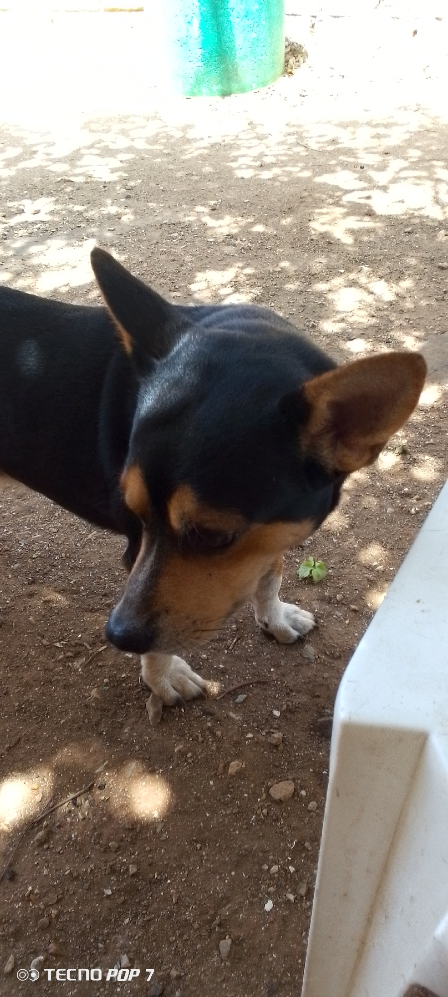 A black and tan dog stands on dry, sandy-colored dirt ground, dappled with sunlight and shadows cast from overhead foliage. The dog, possibly a mixed breed, has dark fur on its back, head, and snout, with tan markings on its muzzle, chest, and above its eyes. Its ears are upright and pointed. The dog is looking downwards, with its head slightly lowered, appearing to sniff or observe something on the ground. One of its front paws is positioned in a way that suggests it might be interacting with the ground.
In the upper background, a bright, cylindrical object, likely a plastic barrel or container of a greenish-blue (turquoise) color, is partially visible. To the right, a white, possibly plastic, structure (perhaps a table leg or part of a chair) is seen in the foreground. The ground is uneven, scattered with small pebbles and a few tiny green plant shoots. The overall scene suggests an outdoor setting during the daytime, likely sunny, with some shade. A "TECNO POP 7" watermark is visible in the bottom left corner of the image. The setting is consistent with an outdoor area, possibly a backyard or rural environment in Altagracia, Venezuela.