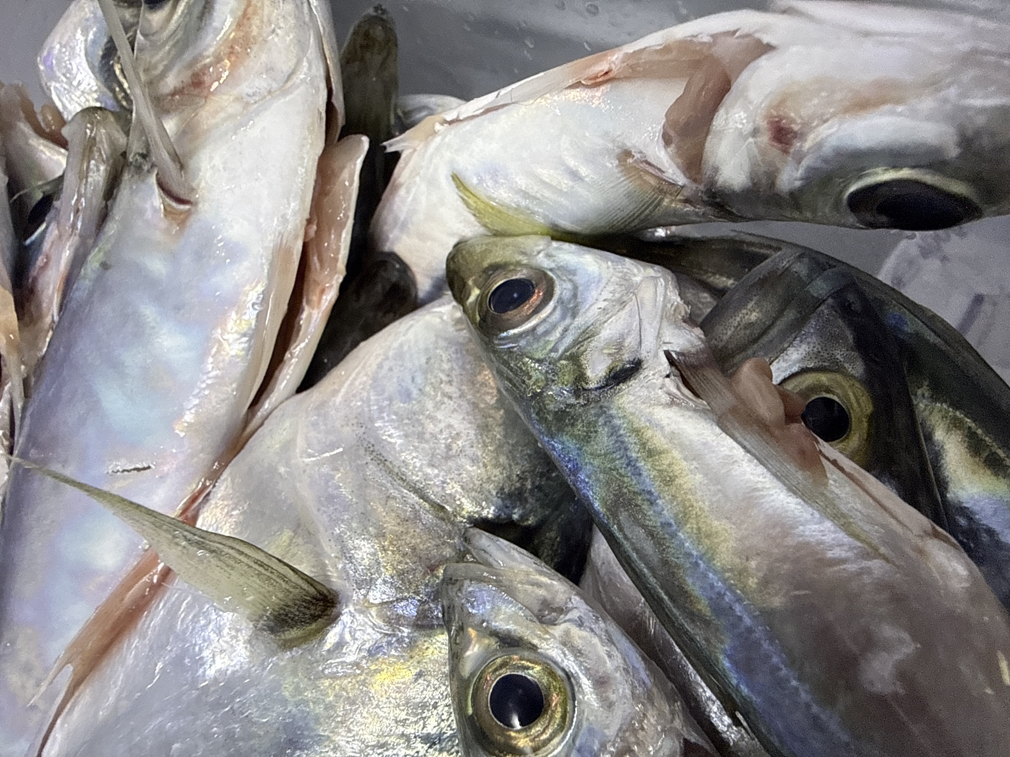 A close-up, high-angle shot showcases a pile of freshly caught, small silver fish, likely mackerel or sardine, resting in a shallow container. The fish are arranged in a jumbled heap, with their scales shimmering in the light, reflecting a pearlescent blue and silver hue. Several fish are partially visible, their heads and tails peeking out from beneath others. The focus is sharp on the frontmost fish, revealing its dark, circular eye with a hint of red around it, and its silver body marked with faint yellow and blue stripes along its length. A sharp, spiny dorsal fin, greenish-grey in color, stands out from one of the fish in the background. The overall impression is one of a recent catch, possibly at a local market or fishing dock. The image does not contain any specific landmarks or elements that would allow for pinpointing a location within Sozopol, Bulgaria.