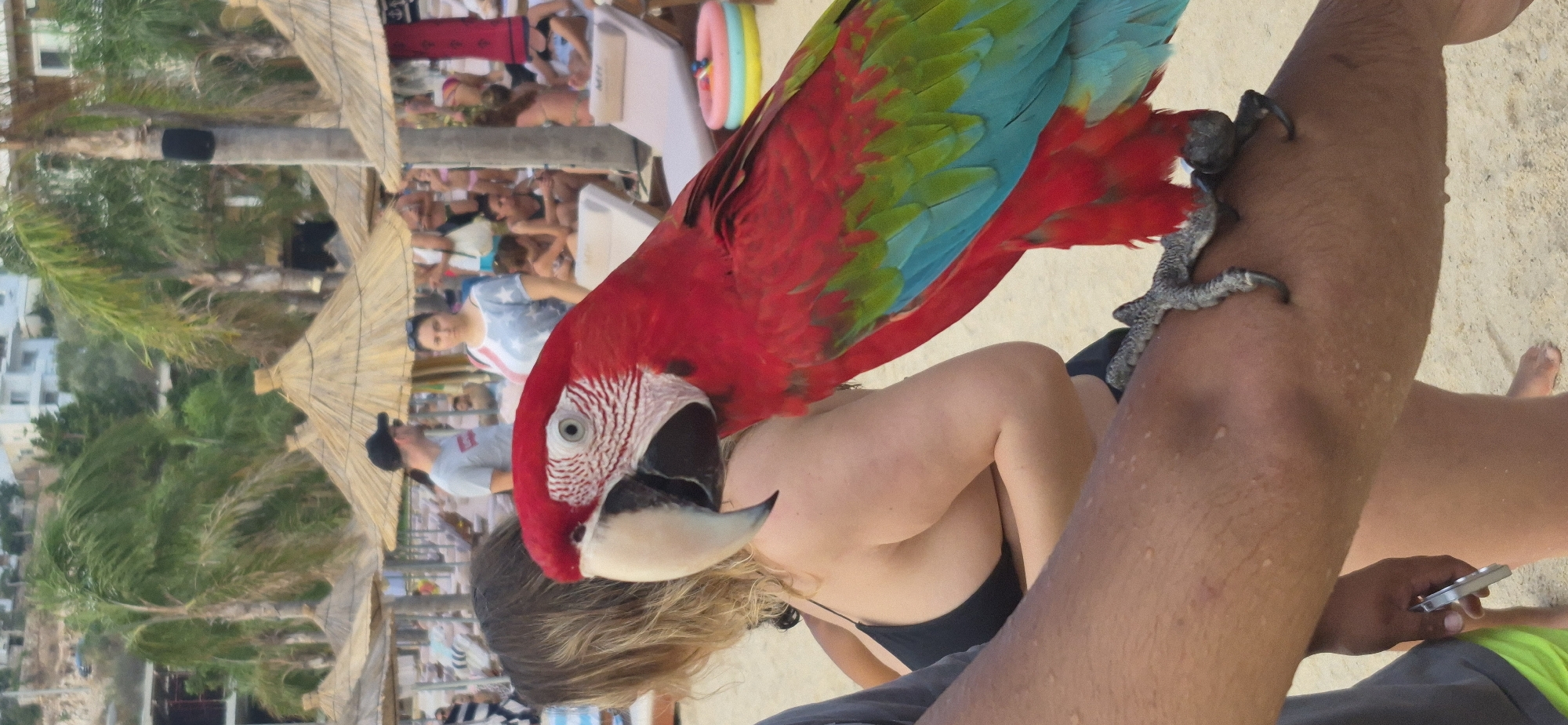 A green-winged macaw, predominantly red with green and blue plumage on its wings, is perched on a person's arm in the foreground. The macaw's head is turned towards the camera, displaying its white beak and the distinctive red and white facial markings. Behind the macaw, a woman with blonde hair is visible, wearing a black bikini top. The scene takes place on a sandy beach, indicated by the presence of sand and beach umbrellas. In the background, more people are seen relaxing on lounge chairs, and buildings and palm trees suggest a resort or coastal area. The location is identified as Saranda, Albania, a popular tourist destination known for its beaches and coastal scenery.