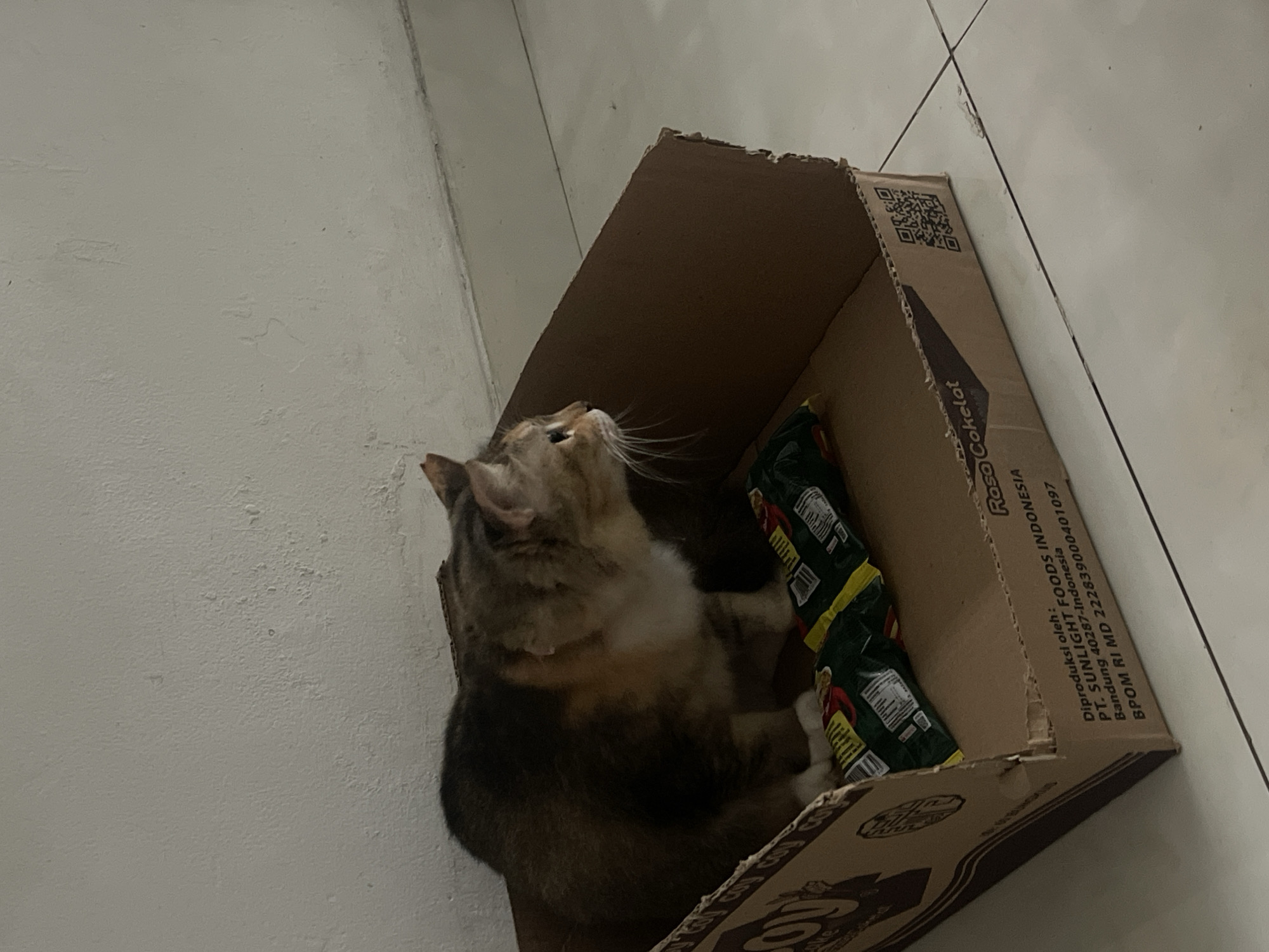 A calico cat sits in a cardboard box on a tiled floor. The cat is facing to the right, with its body turned to the left. It is looking towards something outside the frame. Inside the box with the cat is a green and yellow package of chips. The cardboard box has text and a QR code printed on its side. The wall behind the box is a light color and appears to be textured. The floor is tiled with off-white tiles and grout lines.
