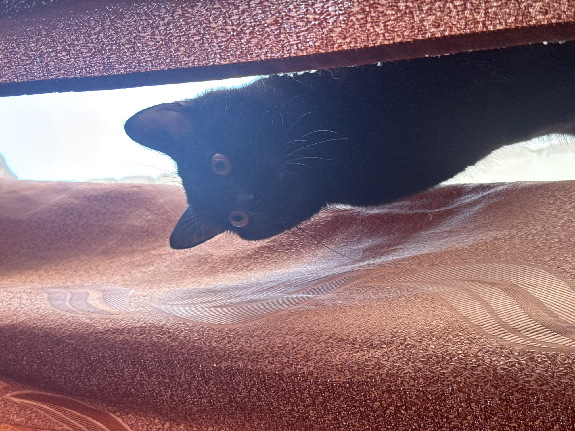 A black cat peeks down from behind a reddish-brown patterned curtain. The cat's face is angled downwards with its eyes looking directly at the camera. Sunlight shines in from behind the cat and curtain, illuminating the scene.
