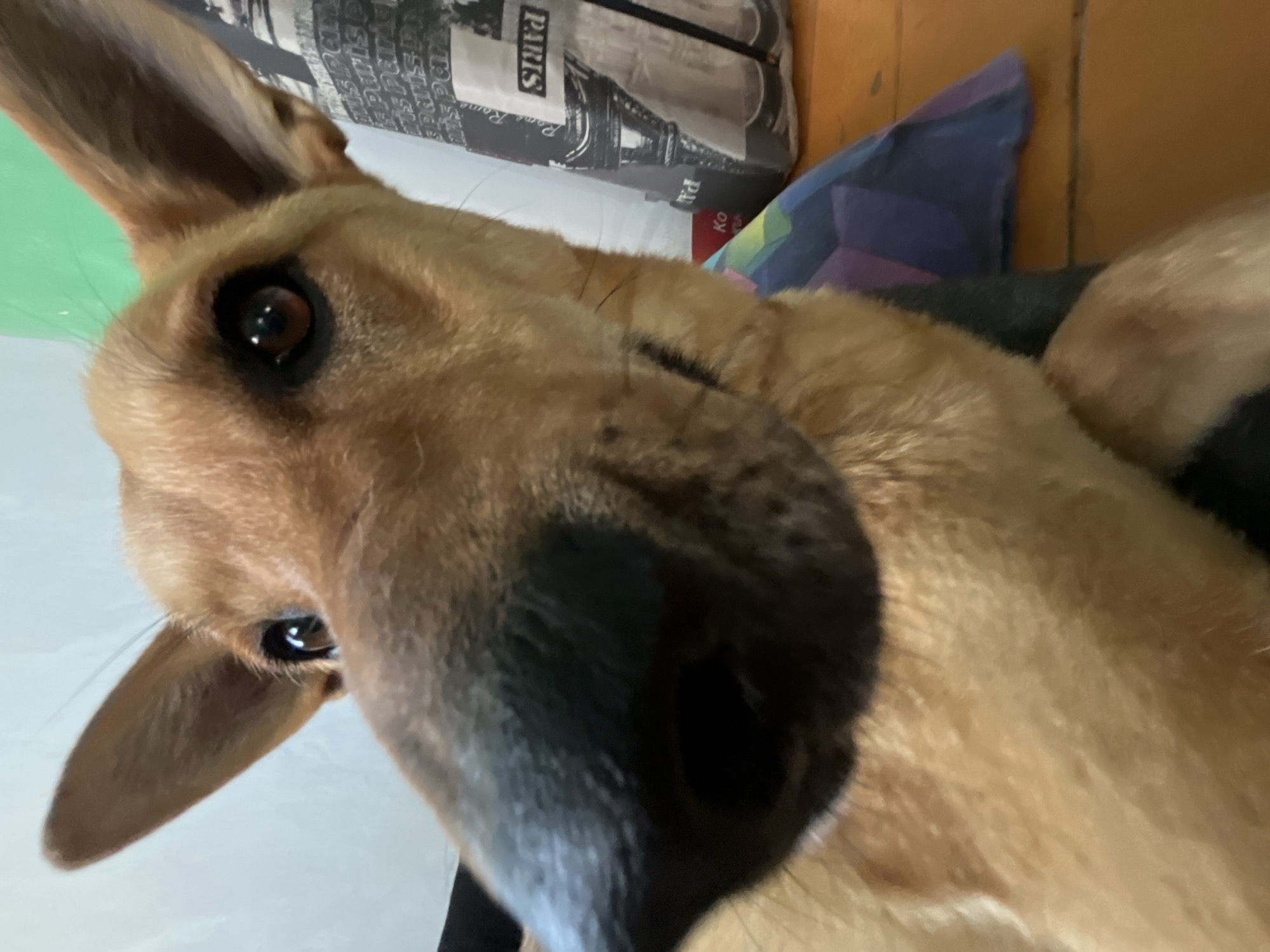 A close-up, low-angle shot focuses on the face of a tan and black German Shepherd dog. The dog's large, black nose dominates the foreground, with its snout extending toward the viewer. Its alert, brown eyes are visible, along with its pointed ears. The background is out of focus, but suggests an indoor setting with a light-colored wall on the left and a patterned bag and a wooden surface on the right. The image does not provide any information that would allow for its localization to Nizhny Tagil, Russia.