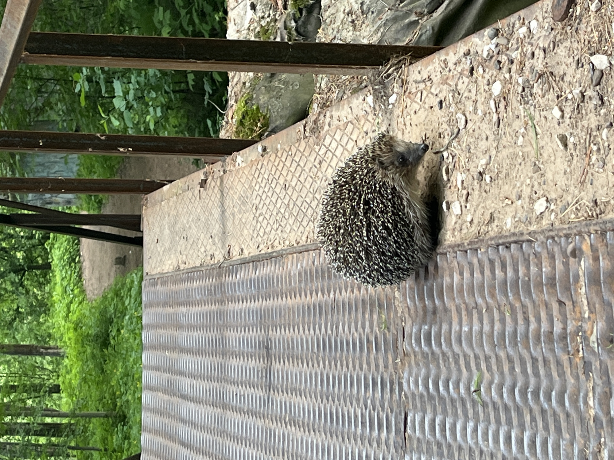 A hedgehog is on a metal platform, possibly a bridge or industrial structure, in Chaikovsky, Russia. The hedgehog, facing right, is positioned near a patch of dirt and debris. The platform consists of two types of metal surfaces: a diamond-patterned section and a ridged section. Green foliage is visible beyond the platform, suggesting a natural environment. Steel railings are also partially visible.