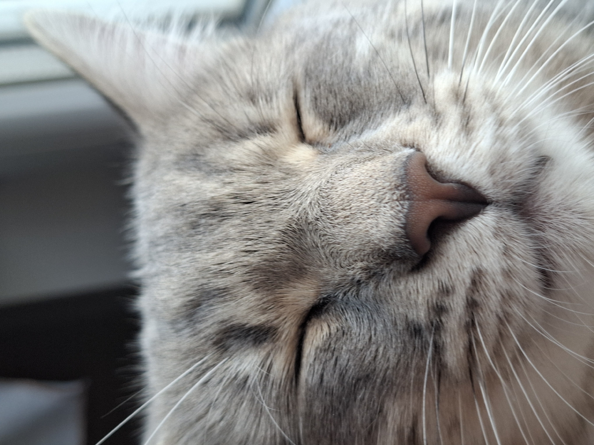 A close-up, angled shot captures the serene face of a sleeping cat. The cat, likely a tabby with soft grey and light brown fur patterns, fills the majority of the frame. Its eyes are closed, indicating it is in a state of deep rest or sleep. The prominent features are its pinkish-brown nose, slightly moist, and a dense array of long, white whiskers fanning out from its muzzle.
One ear, with fine, light-colored fur, is partially visible at the top left of the image. The texture of the fur is clearly distinguishable, showing variations in length and direction around the nose and cheeks. The background is softly blurred, appearing as indistinct light grey and darker grey shapes, suggesting an indoor setting, possibly near a window or wall. The lighting appears soft and natural, contributing to the peaceful atmosphere. The image evokes feelings of calm and comfort. There is no visible text. The location context provided is Novi Sad, Serbia, though this is not discernible from the image itself.