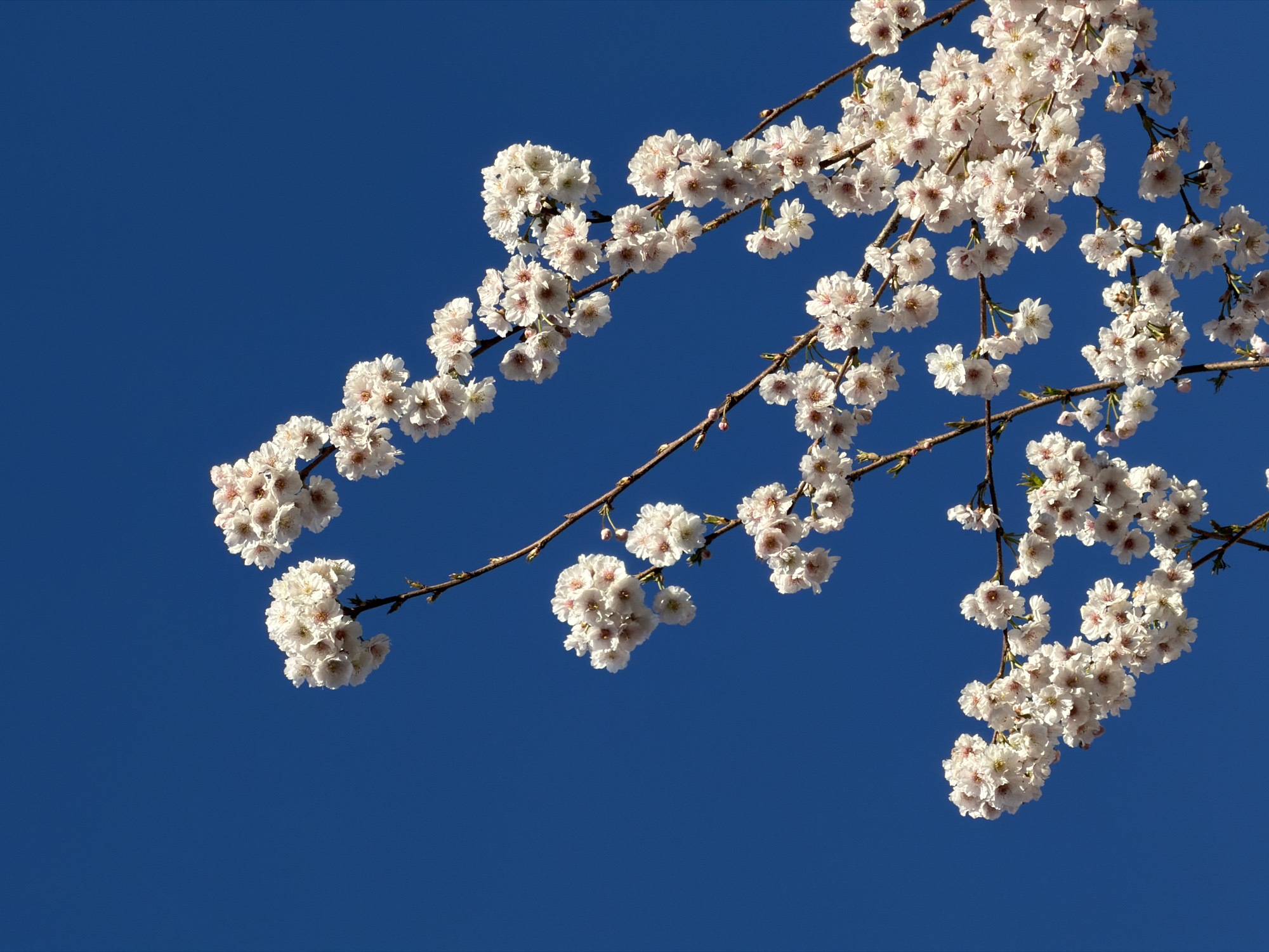 A low-angle shot shows a branch of a flowering tree set against a deep blue sky. The branch, composed of dark brown stems, is covered in clusters of small, white flowers, giving the overall impression of blossoms in full bloom. Each flower appears to have multiple petals. The lighting creates shadows and highlights on the flowers, adding depth and dimension to the image. The location is not evident from the image.
