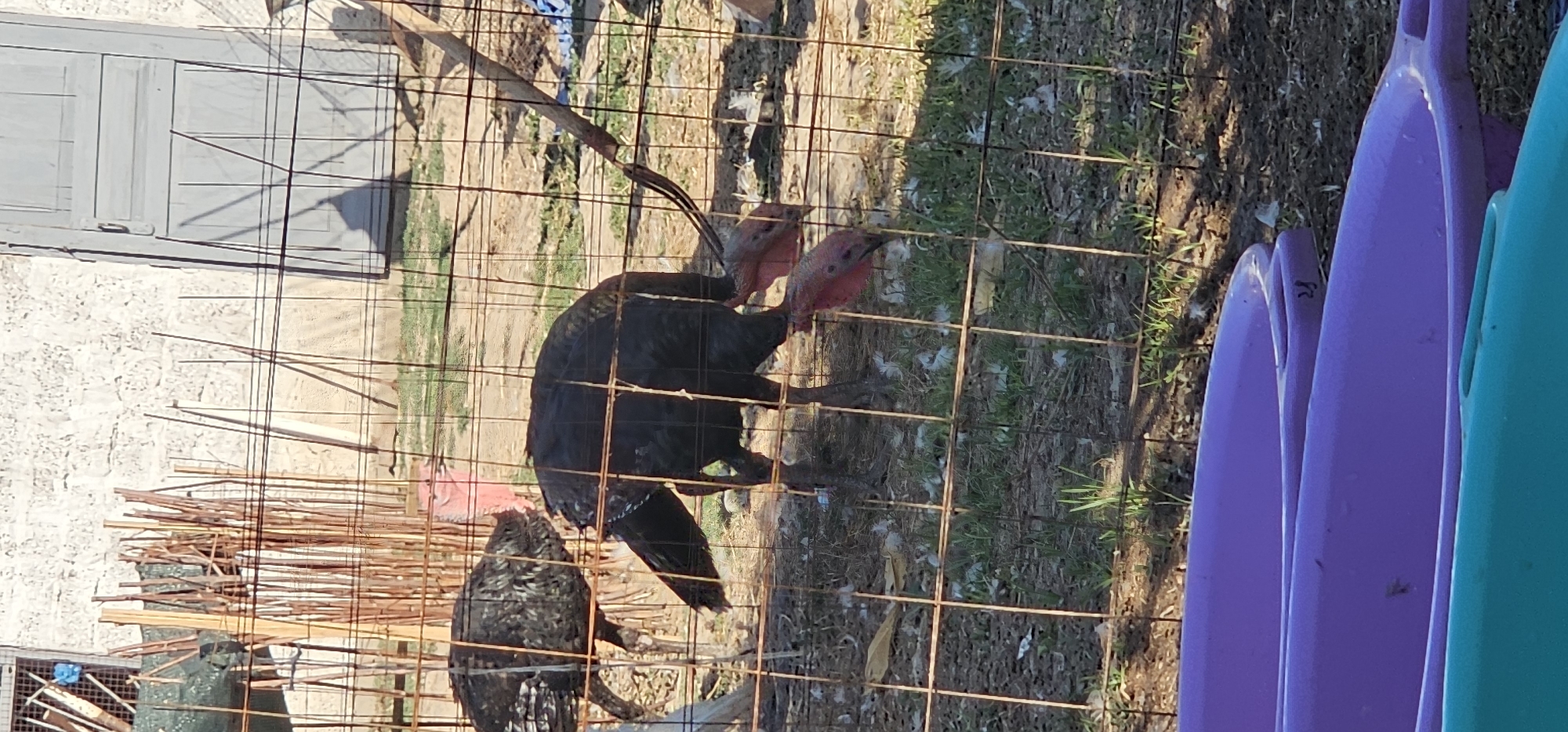 In an outdoor enclosure with a wire fence, two turkeys are visible. The turkey in the foreground is facing away from the camera, with its head bent down and a pink wattle visible. The turkey in the background is facing left and is mostly obscured by the fence. The ground within the enclosure is dirt and grass, with some scattered feathers. Behind the enclosure, a light-colored building with a textured wall and a gray door is present, and to the left, a structure made of wooden poles and wire mesh is visible. There are also three large plastic tubs in the foreground of the image. The scene appears to be in a rural or semi-rural setting.