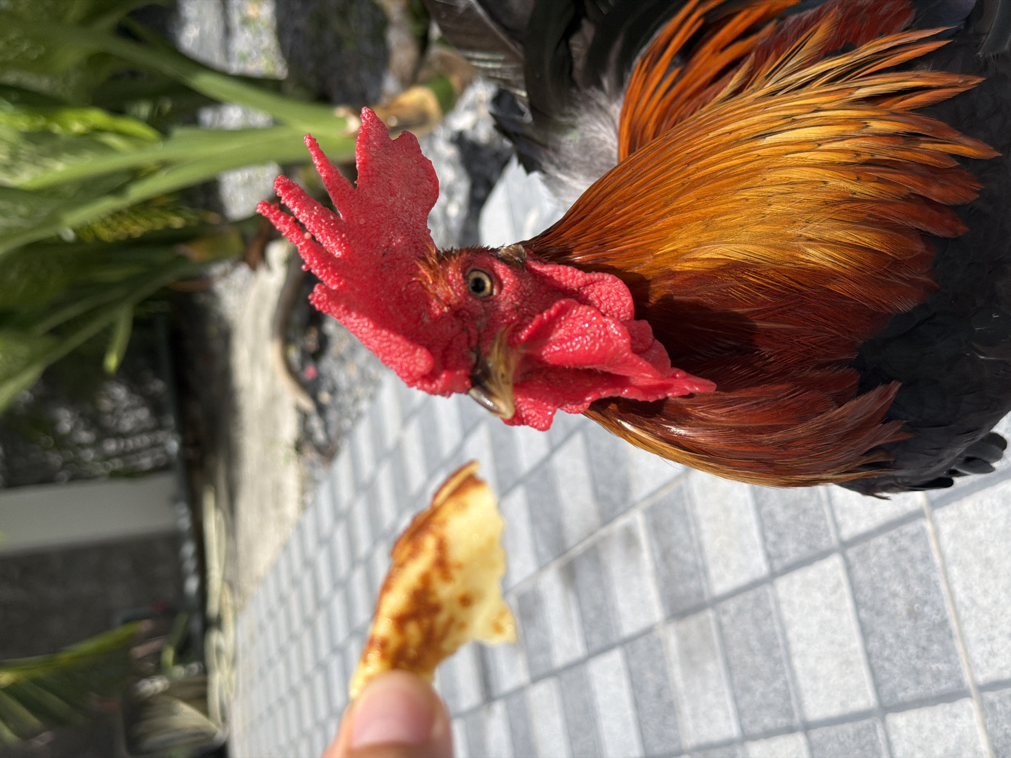 The media file shows a close-up, high-angle shot of a rooster with striking orange and black plumage. The rooster's red comb and wattles are prominent, and its eye is visible. In the foreground, a person's thumb and forefinger are holding a small, golden-brown piece of food, possibly a piece of bread or pancake, towards the rooster. The background consists of a tiled surface and some blurred green foliage, suggesting an outdoor setting. The lighting indicates it is daytime, likely sunny, casting shadows on the tiled ground. The scene appears to be in Baan Bo Phut, Thailand, and the interaction suggests the person is feeding the rooster. There is no visible text in the media file.