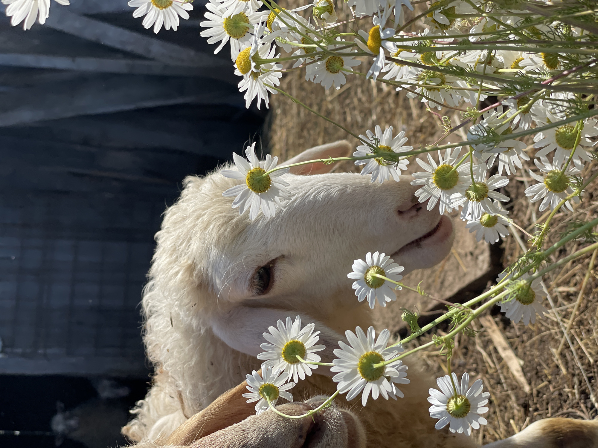 In a sunlit outdoor farmyard, two white sheep are the primary subjects. One sheep's head is in the foreground, partially obscured by a cluster of white daisies with yellow centers. The other sheep is visible to the left, with its nose and a bit of its head in frame. The sheep have white, woolly coats. The ground is covered with hay and dirt. In the background, a dark, corrugated structure is visible, and a shadowy figure of another sheep can be seen inside it. The scene appears to be from a rural setting, possibly a farm in the city of Сям-Можга, Russia, given the context.