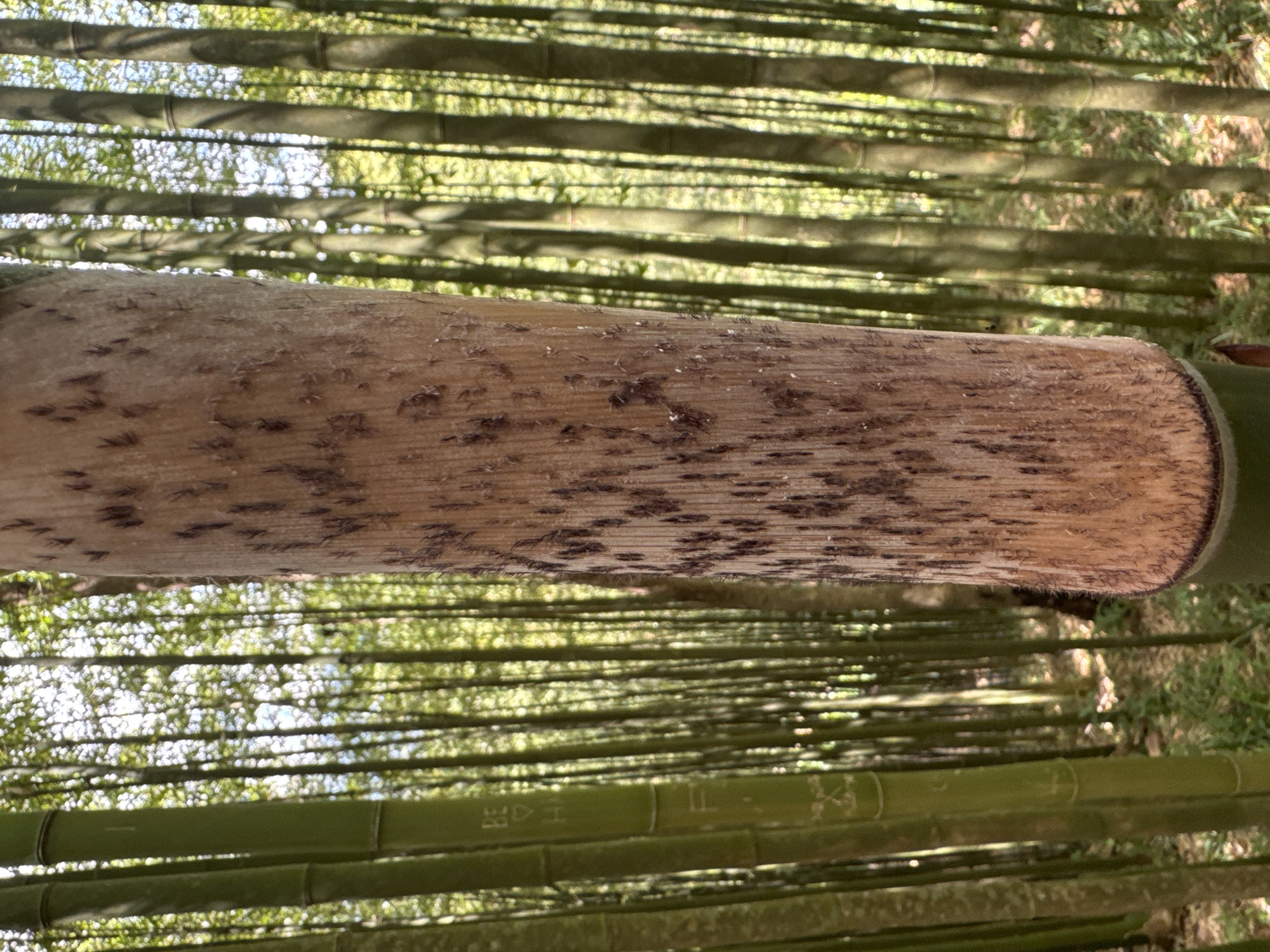 The image depicts a close-up view of a bamboo stalk in a bamboo forest, potentially located in Ngã Ba Kim, Vietnam. The foreground features a section of the bamboo stalk, displaying a textured, light brown surface with darker spots. The background consists of numerous green bamboo stalks creating a visually dense and repetitive pattern. Sunlight filters through the bamboo canopy. The focus is on the texture and details of the foreground bamboo stalk. The image is oriented horizontally.