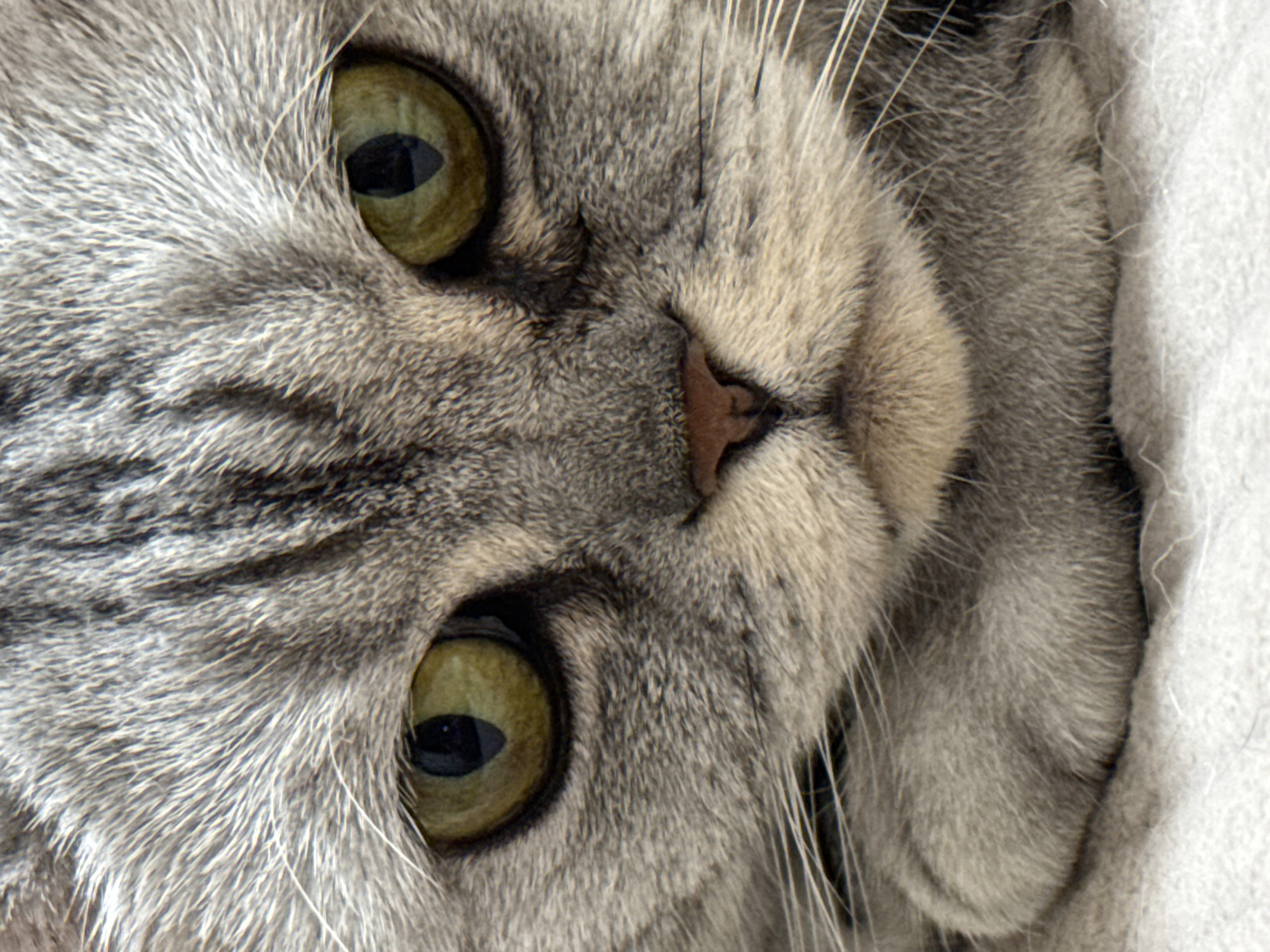 This is a close-up, head-on, eye-level shot of a grey tabby cat. The cat's face fills the frame, with its green eyes prominently featured. The fur is detailed, showing the characteristic tabby markings. The cat's nose and mouth are also visible, as are parts of its paws in the foreground, resting on a soft, light-colored surface. The background is out of focus. There are no people or elements of a city environment present in the image. This image depicts a domestic cat in a close-up portrait.