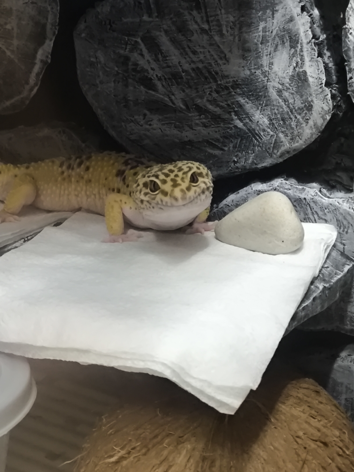 A leopard gecko rests on a white paper towel atop a textured surface, likely within a terrarium. A white, roughly egg-shaped object is adjacent to the gecko. The background features a gray, rock-like structure. A brown, fibrous material is visible below the paper towel. The city of Chaikovsky, Russia is not discernible from the image.