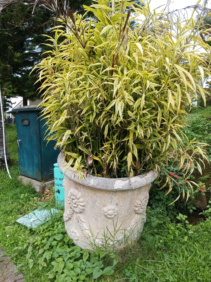 This media file captures an outdoor scene in Orehat, India, centered on a large potted plant. The main subject is a densely growing plant with slender stems and vibrant variegated leaves, predominantly bright yellow mixed with green. It occupies a substantial, light-colored concrete or stone planter adorned with decorative relief carvings of what appear to be flowers or foliage. The rim of the pot shows signs of weathering and chipping.
To the left and slightly behind the potted plant, a dark teal-colored utility box is visible, featuring a small handle and hinges. Below the utility box, a flat, light blue-green object rests on the grass. Partially obscured behind the main pot, a smaller, bright green plastic container is present. This container bears visible text: "DP-RAJU-15" and "10/24/15".
The entire foreground and midground are covered in lush green grass and various other low-lying plants. To the right of the potted plant, a patch of foliage includes small red flowers. In the background, dark green, dense evergreen trees rise, with glimpses of a white structure or building beyond them.
The scene is static, depicting no specific activity or event. The lighting suggests it is daytime, possibly under an overcast sky, as there are no harsh shadows, contributing to a soft and diffused illumination of the vibrant foliage. The overall impression is one of a well-vegetated outdoor area.