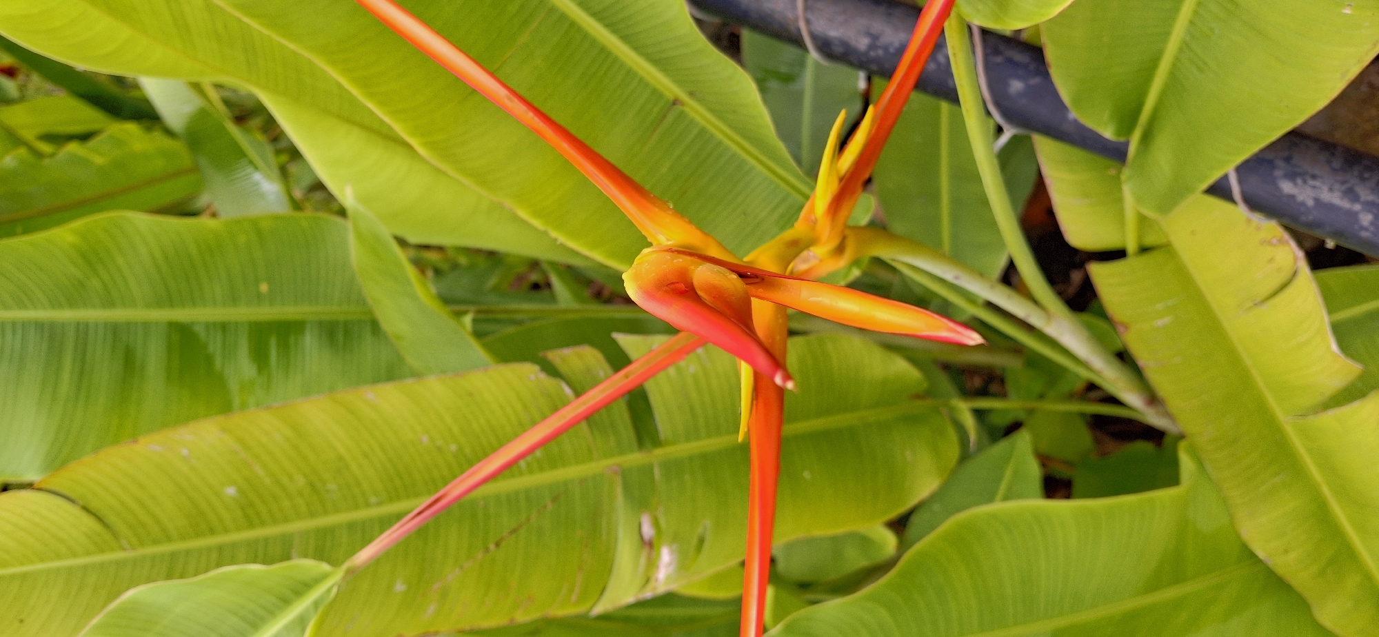 A close-up shot captures a vibrantly colored tropical flower, possibly a Heliconia, against a backdrop of large, lush green leaves. The flower exhibits striking shades of red and yellow, with its elongated petals curving outwards. Water droplets are visible on the petals, suggesting recent rain or dew. The surrounding leaves are broad and have prominent parallel veins, characteristic of banana or plantain plants. A dark, cylindrical object, possibly a fence post or a section of bamboo, is partially visible on the right side of the frame, intertwined with some of the foliage. The scene is set outdoors, in what appears to be a garden or natural environment. This photograph was taken in Vallecito, Venezuela.
