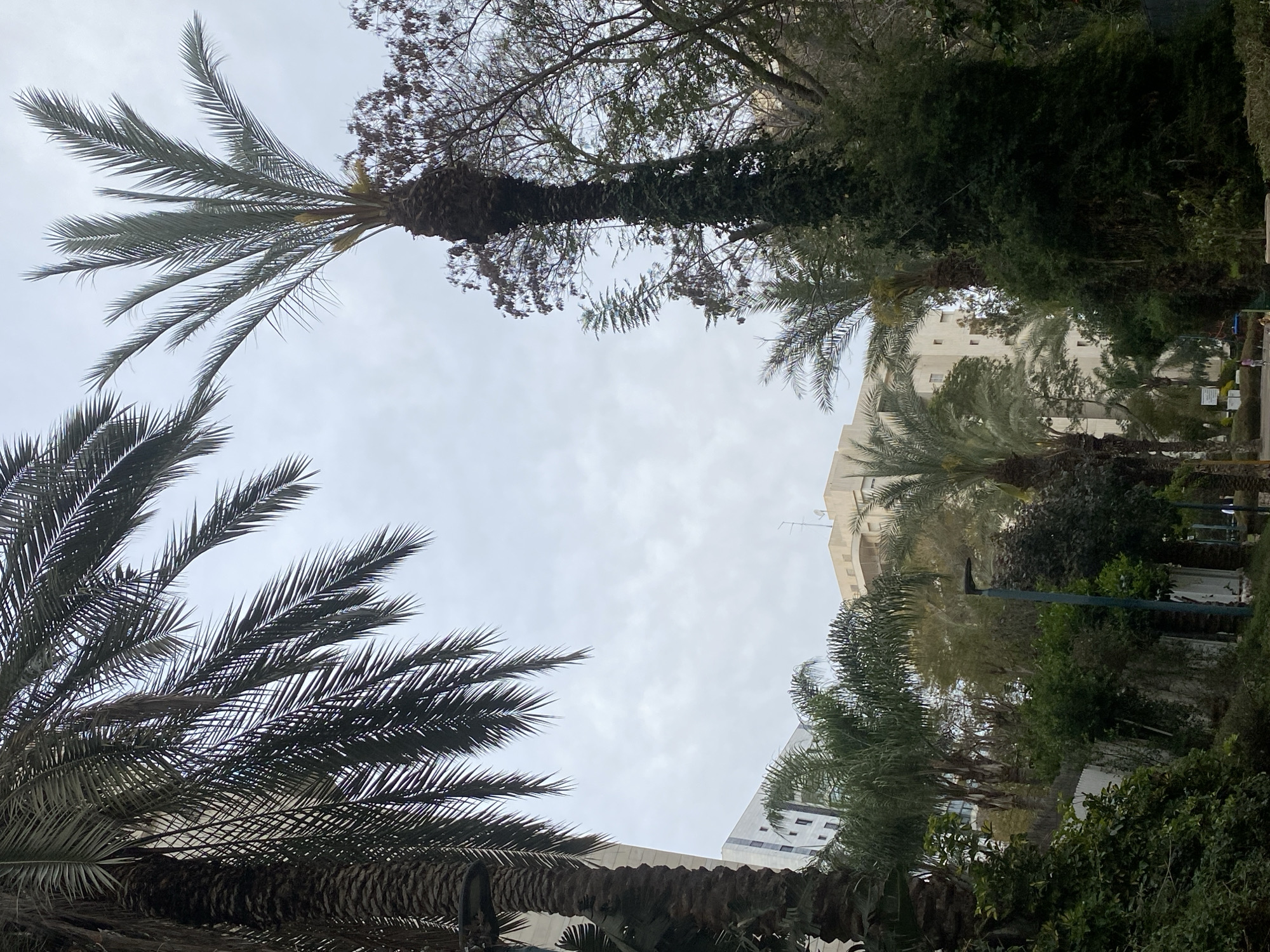 The image displays an urban park or green space located in Kiryat Motzkin, Israel, under an overcast sky. The foreground and mid-ground are densely vegetated. A large palm tree trunk and fronds occupy the upper left quadrant. On the right, a tall, slender palm tree with its trunk covered in ivy stands against the sky, displaying sparse fronds. Numerous other palm trees, deciduous trees with bare branches, and various green shrubs are distributed throughout the scene. In the background, multiple multi-story buildings are visible; a light-colored structure with dark windows is present on the left, and a tan-colored building with balconies is located further right. A paved pedestrian pathway curves through the lower-middle of the image, bordered by lush green bushes. A dark street lamp post with a curved arm is situated on the right side of this path. Two human figures are visible on the pathway in the lower-middle: one appears to be an upright adult, and the other is a smaller figure positioned lower to the ground.