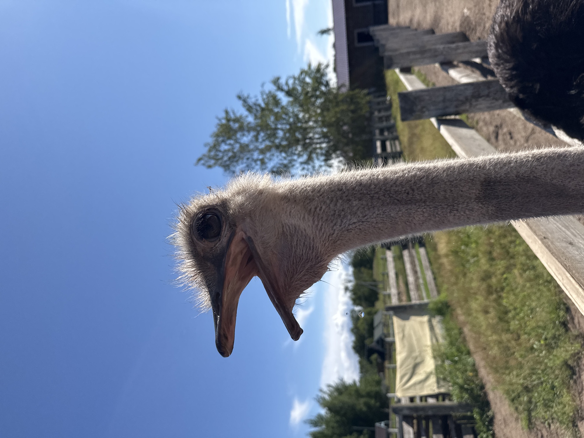 The image shows a close-up of an ostrich's head and neck against a blue sky with sparse clouds. The ostrich has its mouth open, and a drop of water is falling from its beak. In the background, there is a wooden fence, some trees, and a building with a red roof, which appears to be part of a farm or zoo enclosure. The location is identified as Peterhof, Russia. The scene is set outdoors during the day.