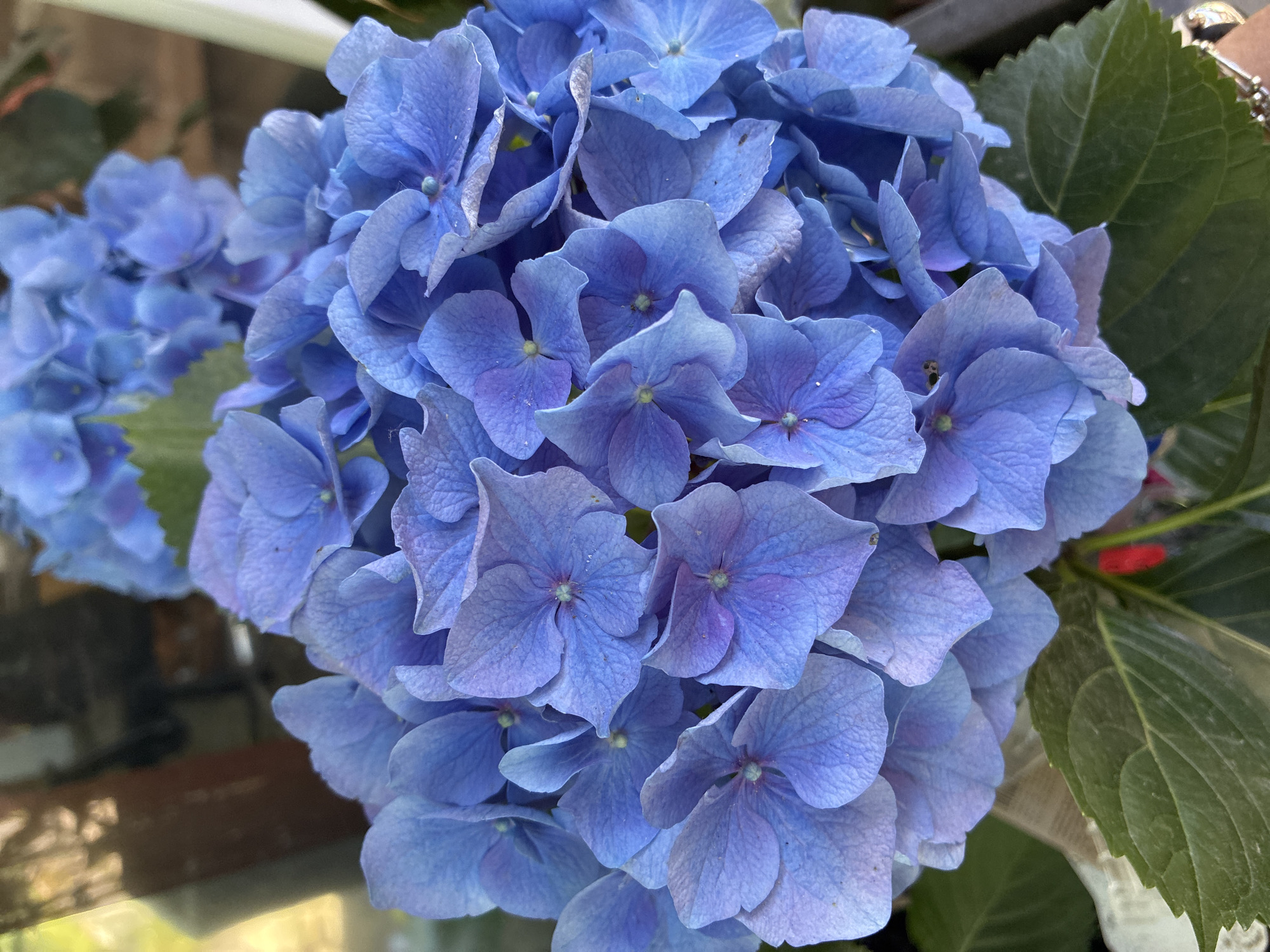 A close-up shot of a cluster of blue hydrangeas. The flowers are tightly packed together, forming a dense, rounded shape. A few green leaves are visible among the flowers. Another hydrangea cluster is present in the lower-left. The background is slightly blurred, suggesting a shallow depth of field. The location is not visible in this image, so I cannot confirm if it is in Varna, Bulgaria.