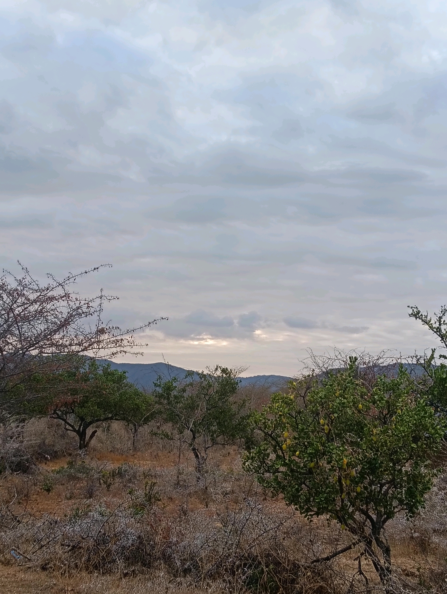 The image depicts a dry, arid landscape under a cloudy sky, characteristic of the Mutitu/Kaliku ward in Kenya. In the foreground, there are thorny bushes and scattered trees, some bearing small yellow fruits. A larger tree with green foliage stands prominently on the right side of the frame, also laden with yellow fruits. In the mid-ground, more trees with sparse foliage are visible, set against a backdrop of undulating hills. The sky is overcast with a soft, diffused light, suggesting either early morning or late afternoon. The ground is covered in dry grass and twigs, indicating a drought-prone environment. No people or animals are visible in the scene. The overall impression is one of a rugged, natural landscape in a region experiencing dry weather conditions.