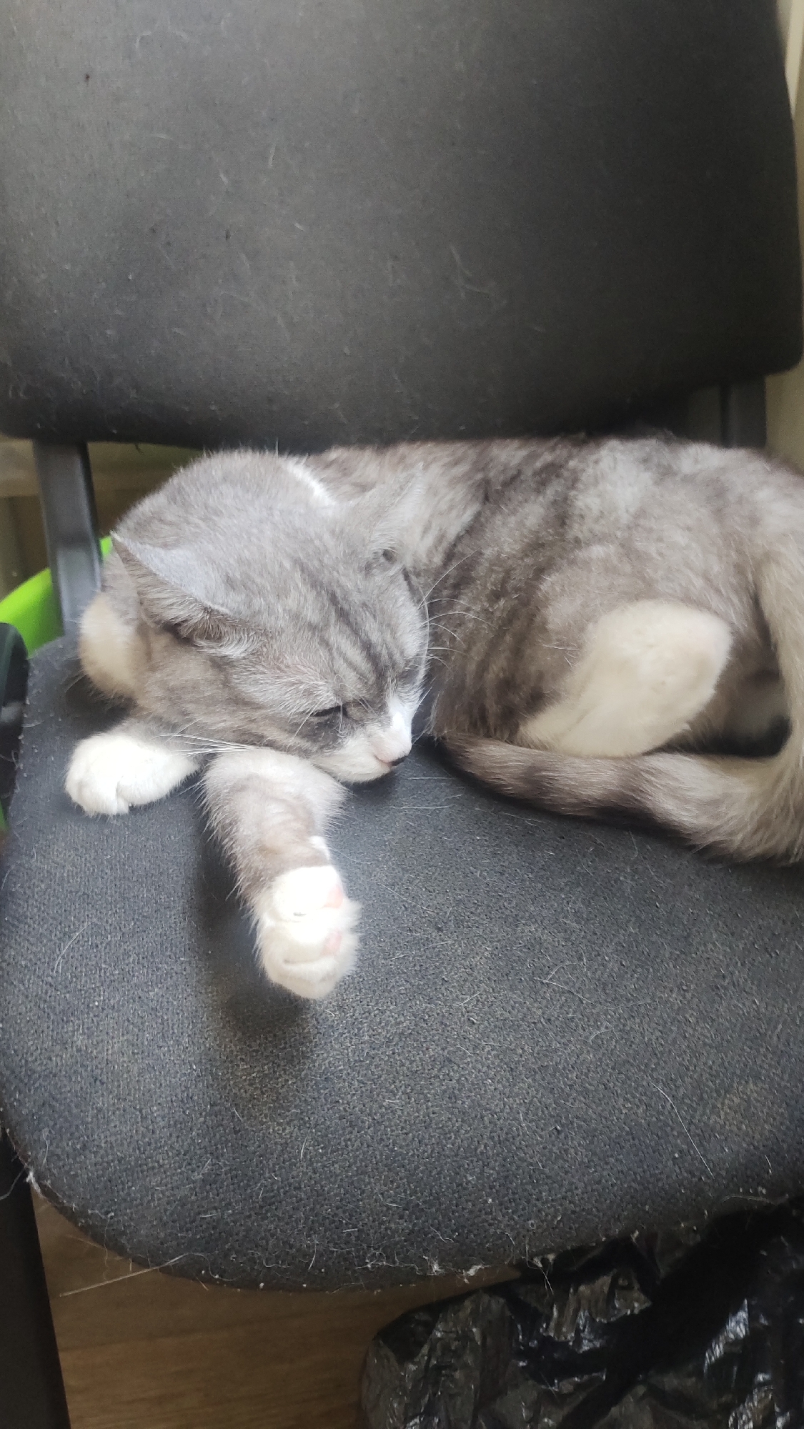 A medium shot photograph captures a gray and white cat sleeping on a black office chair. The cat is curled up, resting its head on its paws, with its eyes closed. Its fur is a mix of gray and white tabby markings, with white paws and chest. The cat's tail is curled around its body. The office chair appears to be made of fabric and is slightly worn, with some cat hair visible on the surface. The background is out of focus, but hints of a wooden floor and a black trash bag are visible. The image does not contain any identifying information about the location in Nizhny Novgorod, Russia.