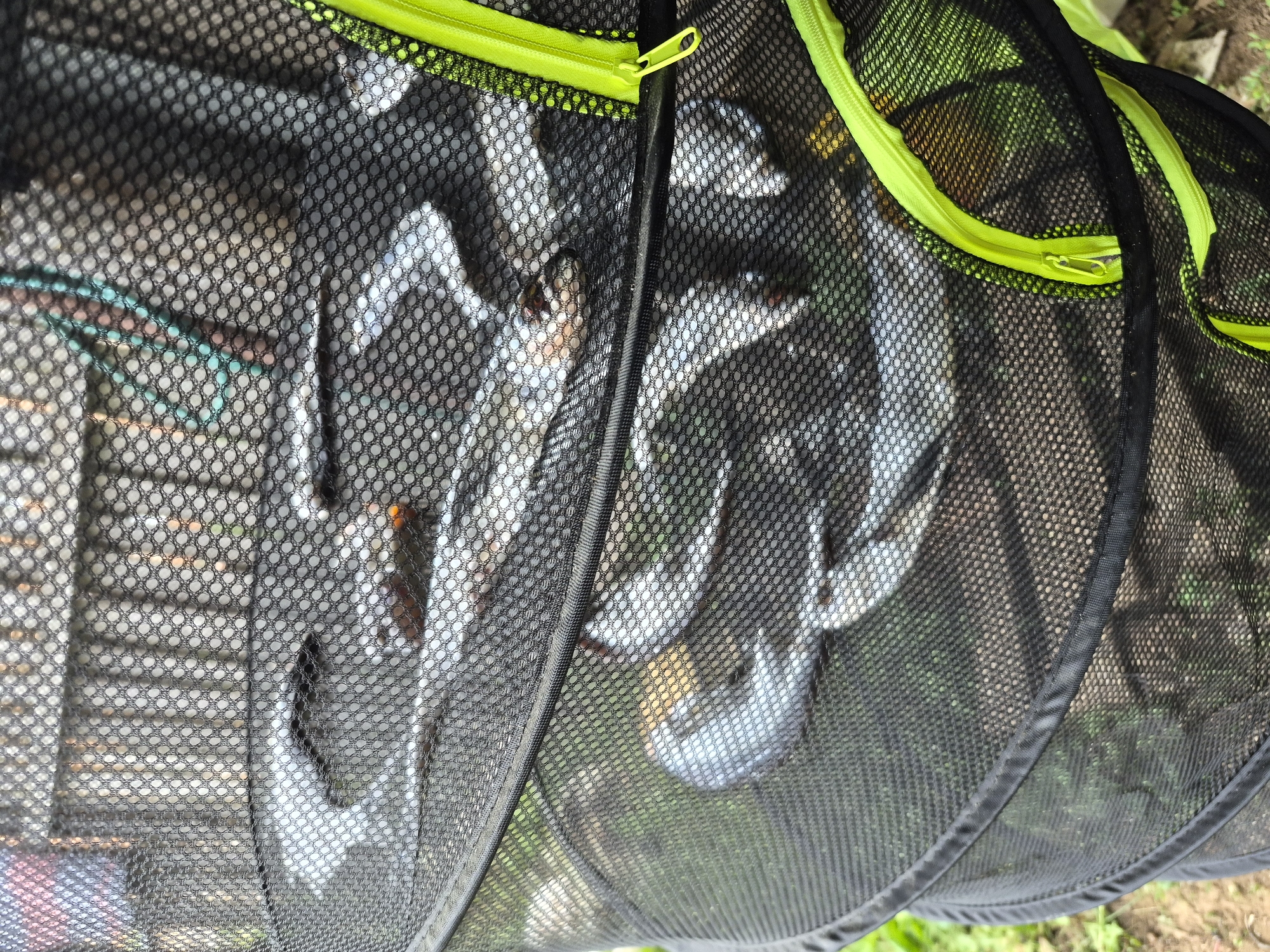 A multi-tiered, black mesh drying rack is prominently featured in a close-up, slightly elevated photograph taken in Kharnavy, Russia. The rack, constructed from fine black mesh with hexagonal perforations, contains numerous small, elongated fish laid horizontally across its internal shelves, indicative of a drying process. At least three distinct tiers are visible. The fish on the uppermost visible tier are primarily silvery-white, with some displaying dark or brownish-orange discolorations. Similar fish are visible on the lower tiers. Bright neon green zippers with matching pulls are located on the right side of the drying rack, providing access to the compartments. The background is rendered out of focus, revealing blurred green foliage and brown soil at the bottom, and indistinct vertical elements in the upper background consistent with a fence or distant structure. The scene is illuminated by ambient daylight. No human figures are present.