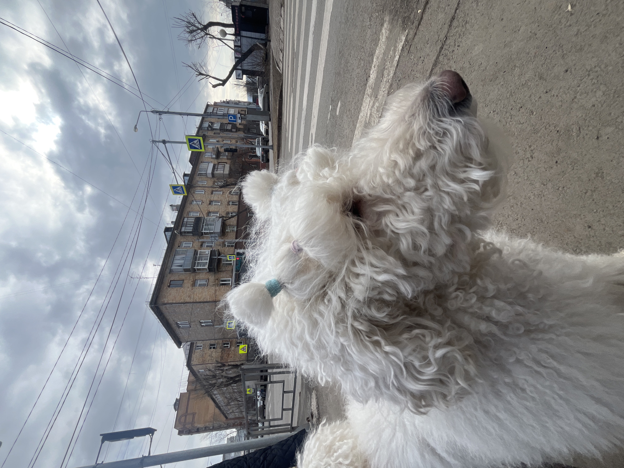 An off-white, curly-haired dog, likely a Poodle, is positioned in the foreground, facing right, with its left side partially visible. Its head features two small topknot ponytails, secured by a light blue and a light pink hair tie. A pinkish-brown nose is visible at the tip of its snout. The dog stands on a concrete sidewalk. A segment of a similar white, curly-haired animal is partially visible on the far left.
The scene is set on a city street in Krasnoyarsk, Russia, specifically identified as the vicinity of ulitsa Parizhskoy Kommuny, 20-22. The background features several multi-story residential buildings constructed of light brown brick, with dark windows and some balconies. A smaller building displaying the sign "БЫТ СЕРВИС" (Household Services) is visible further down the street on the right.
The environment includes an asphalt road with a clearly marked pedestrian crossing (zebra stripes). Vehicles, including dark and light-colored cars, are present on the road in the mid-ground. Overhead utility poles support streetlights, traffic lights, and numerous crisscrossing power lines and communication cables. Multiple yellow square pedestrian crossing signs and a blue rectangular "P" parking sign are affixed to poles. Bare trees are visible further down the street. The sky is overcast with dense, gray clouds.