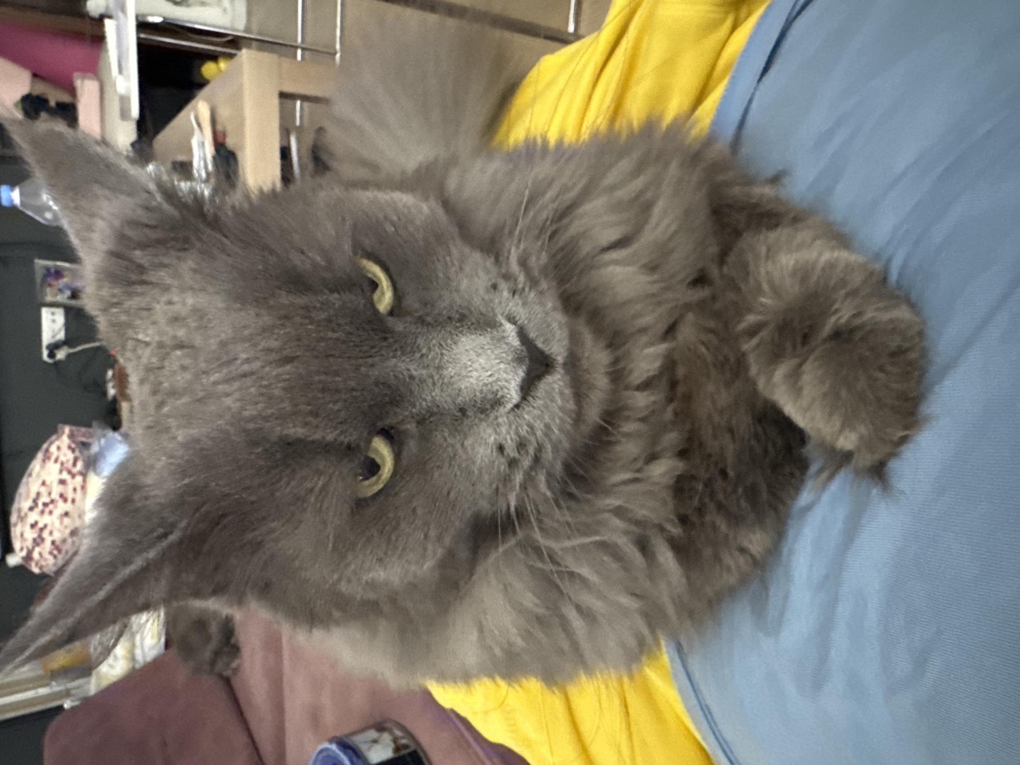 A close-up, head-on shot captures a large, gray, long-haired cat with intense yellow eyes and tufted ears, positioned on a blue fabric surface. The cat's expression is stern, with its ears pointed upwards and forwards. Its forepaws are crossed neatly in front of its chest, resting on the blue fabric. Behind the cat, a bright yellow fabric is visible, extending upwards and to the right. The background is blurred but suggests an indoor setting with furniture, including a pink sofa and a table with various objects, one of which is a clear plastic bottle. The overall lighting is soft, with the focus sharply on the cat. The scene is located in Gölbaşı, Turkey.