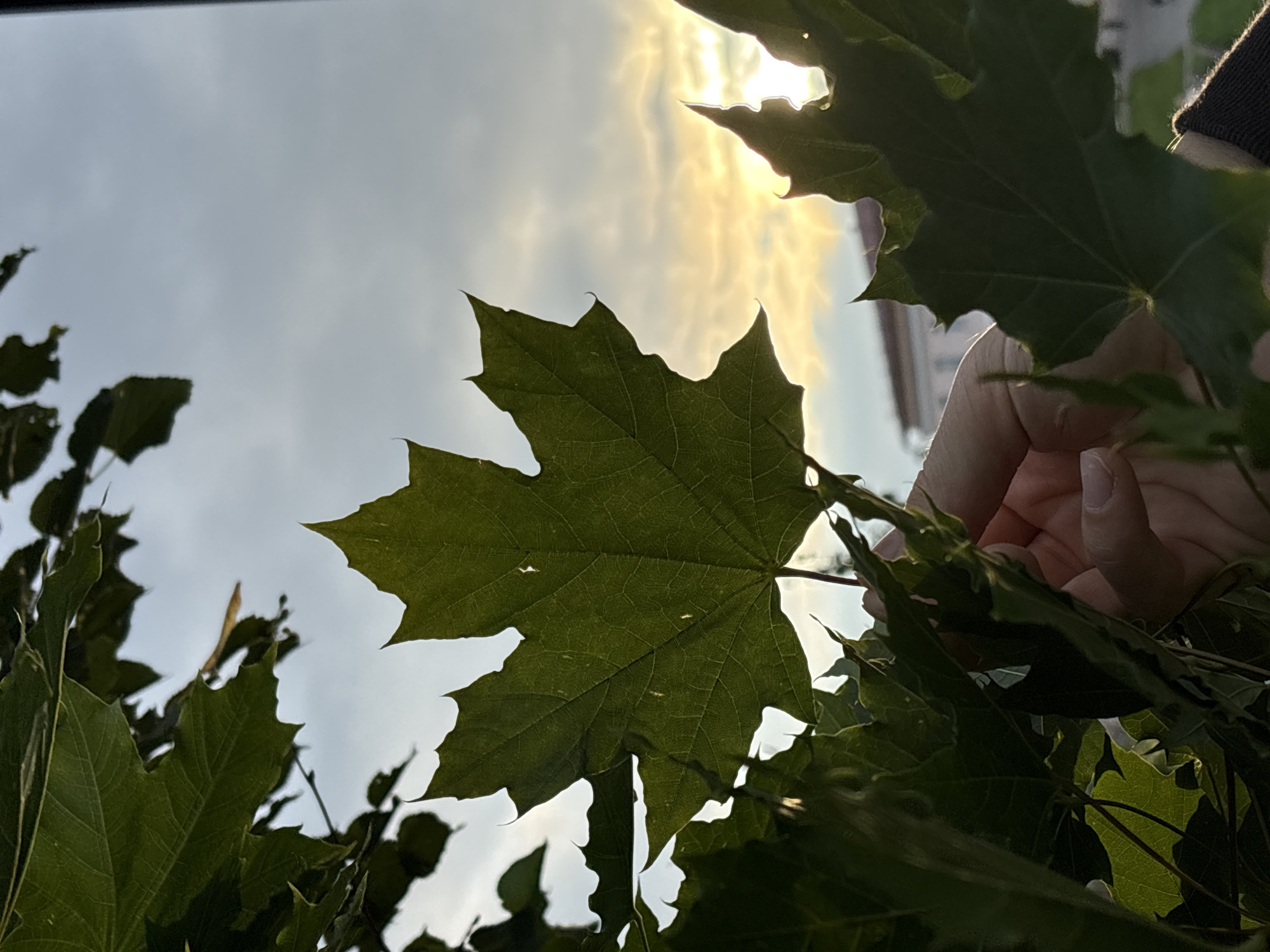 A close-up, low-angle shot captures a large, green maple leaf held between fingers against a hazy sky. The sun, a bright, diffused disc, peeks through scattered clouds, casting a warm, golden glow. The leaf, detailed with prominent veins, is the primary subject, partially obscuring a building in the background. The image appears to have been taken outdoors, possibly in a park or garden setting within the city of Krasnokamsk, Russia, given the presence of the building and the natural foliage. The overall mood is serene, with the natural elements taking center stage.
