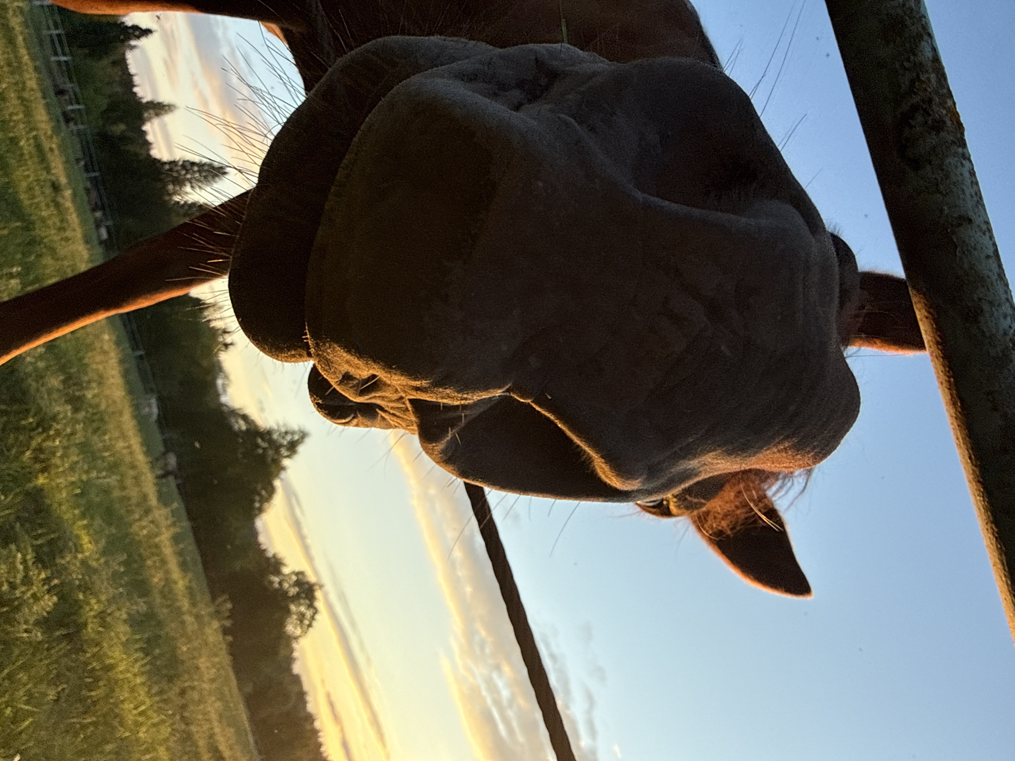 A close-up, low-angle shot captures the snout of a dark-colored horse, its nostrils and mouth prominently featured. The horse is positioned behind a rustic metal fence, the top bar of which runs horizontally across the upper portion of the image. The background reveals a rural landscape at sunset, with a field of tall green grass in the foreground and a line of trees forming a dark silhouette against the horizon. The sky is a gradient of blue at the top, transitioning to soft hues of orange and yellow near the horizon, indicating the setting sun. A thin wire fence runs horizontally in the mid-ground. The location is identified as Opary, Russia.