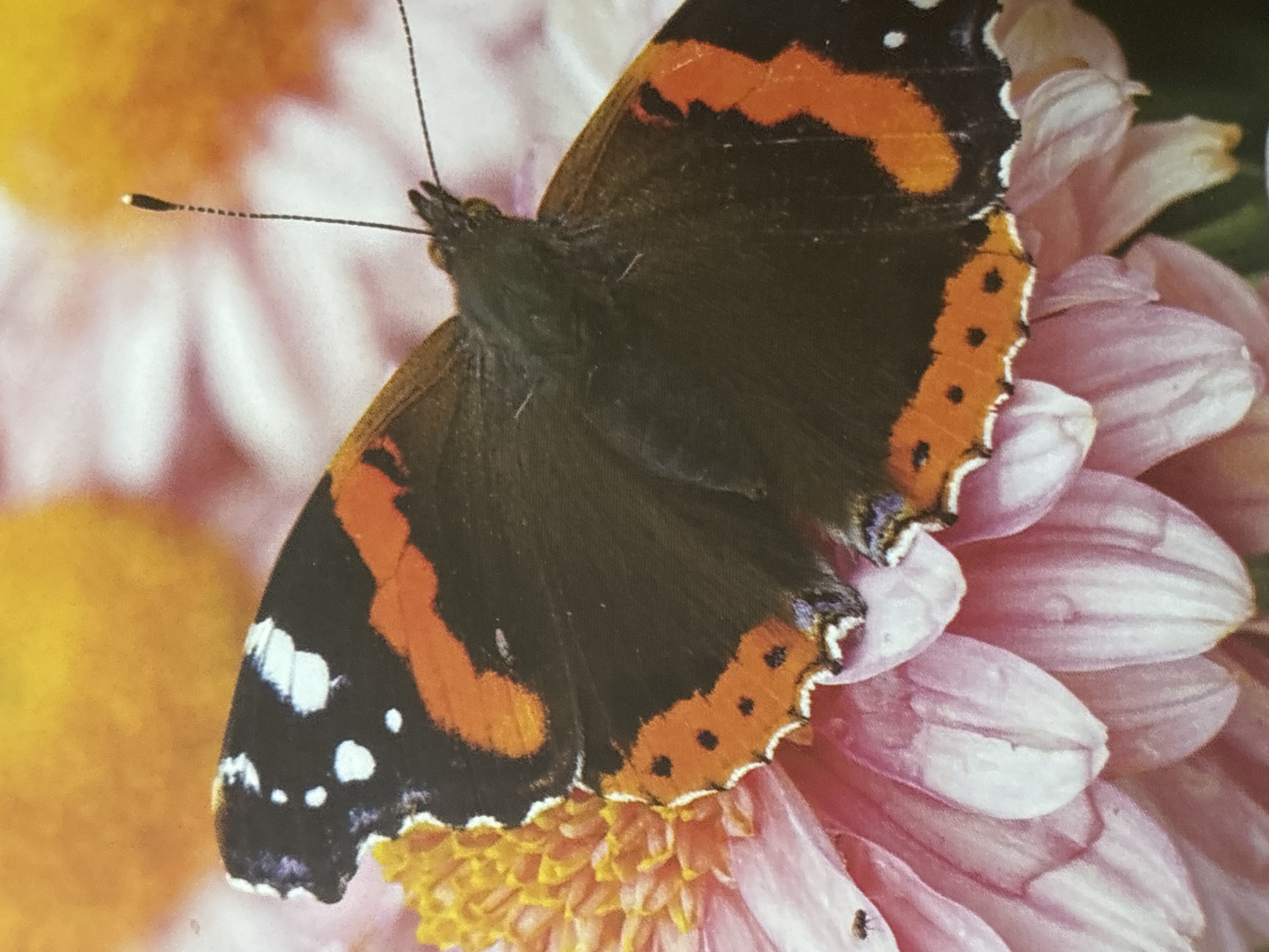 A close-up, high-angle shot captures a Red Admiral butterfly with black, orange, and white markings resting on a pink daisy-like flower. The butterfly's wings are spread, revealing intricate patterns. The flower's petals are soft pink and appear slightly wet. In the background, a blurry yellow and orange area suggests another flower or object. A tiny black insect, possibly an ant, is visible on one of the flower's petals to the left of the butterfly. The image is likely a photograph taken in a garden or natural setting, not specifically in the city of Chelmsford, United Kingdom, as there are no discernible urban elements.