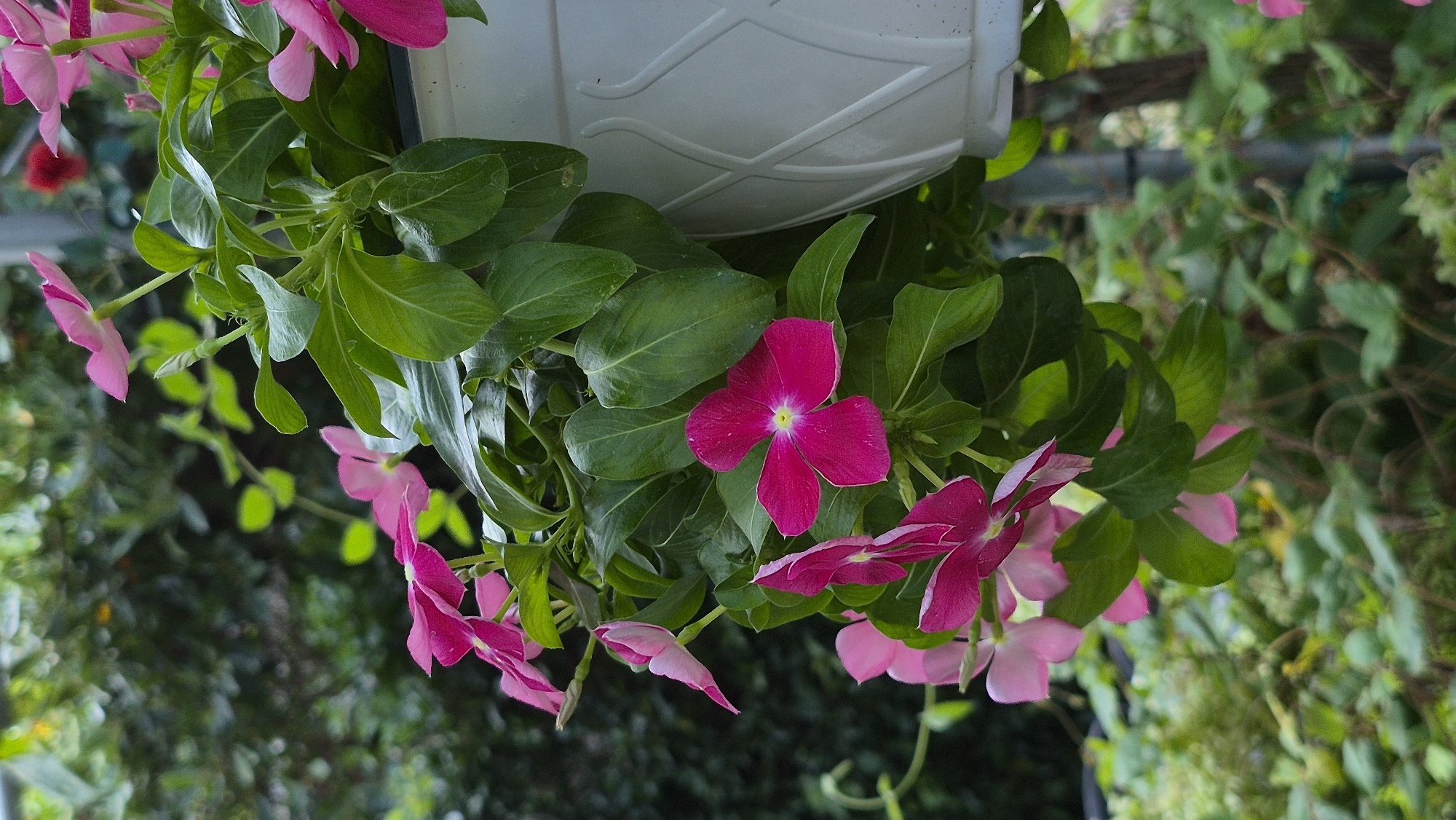 An eye-level, medium shot shows a white hanging planter overflowing with vibrant pink periwinkle flowers and lush green foliage. The planter itself, featuring a textured pattern of curved lines, is positioned on the right side of the frame. The flowers, with their delicate petals and bright centers, cascade downwards, creating a sense of abundance. The background is a soft blur of verdant greenery, suggesting an outdoor garden setting. The lighting is natural and diffused, highlighting the rich colors of the flowers and leaves. No people or animals are visible in the scene. The image is focused on the floral display, capturing its beauty and vibrancy.