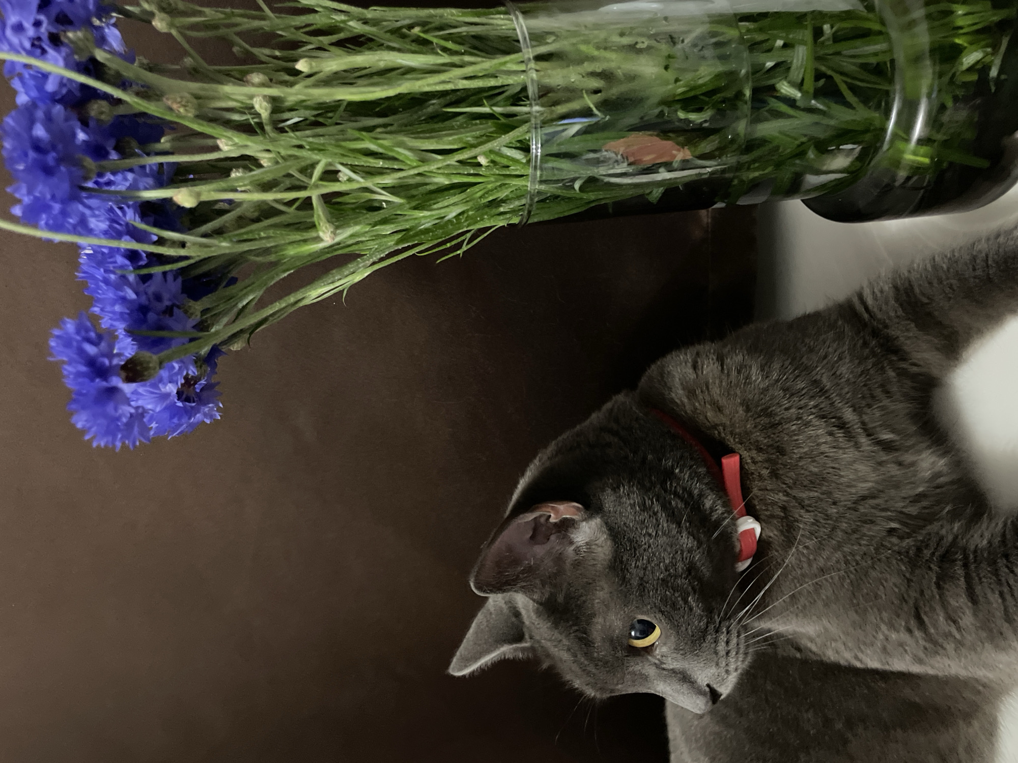 In a dimly lit indoor setting, a grey cat with yellow eyes lies on a white surface, facing left. The cat wears a red and white collar. To its right, a clear glass vase filled with water holds a bouquet of blue cornflowers. The background is a dark brown textured surface. The scene is not located in Sochi, Russia.