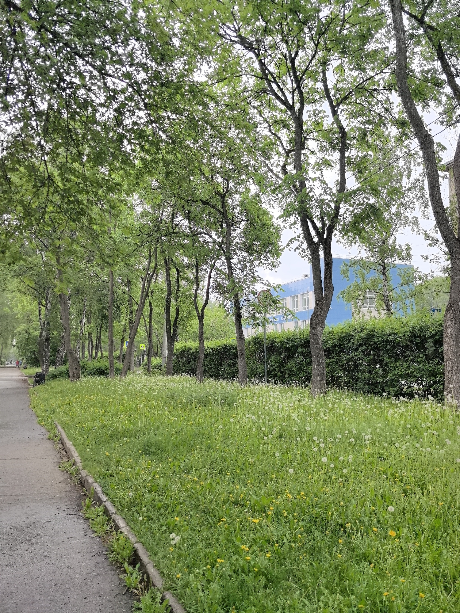 The image depicts a street scene in Perm, Russia. A gray asphalt sidewalk runs along the left side of the image. Adjacent to the sidewalk is a strip of overgrown grass interspersed with dandelions, both yellow and white. Beyond this strip are several thin trees with green foliage, creating a partially shaded area. Behind the trees is a dense green hedge. Peeking above the hedge is a blue building. The sky appears overcast. No people are clearly visible in the main view, though indistinct figures can be seen further down the sidewalk in the distance. The scene suggests a residential area in late spring or summer.