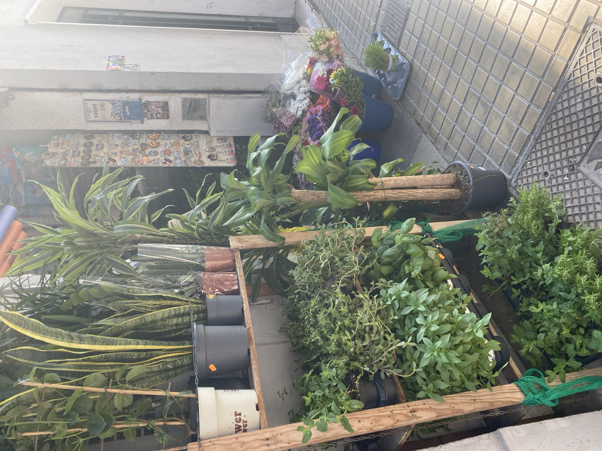 This media file shows an outdoor display of plants and flowers, possibly outside a shop or market stall in Valencia, Spain. The arrangement is dense, with various potted plants, including tall leafy green varieties, snake plants, and what appear to be herbs. In the background, there are bouquets of colorful flowers in blue buckets. Some of the plants are on wooden shelves, and others are directly on the tiled ground. The scene is well-lit, suggesting it is daytime, possibly with bright sunlight given the shadows and reflections.
Visible objects include numerous potted plants of varying sizes and types, floral arrangements, and blue buckets. There are also wooden planks and green ropes used to create the display. On a wall or facade in the background, there are some displayed items that look like postcards or small souvenirs, with some text visible. One item has the number "10086" printed on it, along with what seems to be a barcode and some text that might be "SOMBRILLA".
The overall impression is a vibrant, natural display of flora. There are no people visible in the image. The setting appears to be a street or walkway with tiled pavement. The presence of what look like souvenirs or postcards hints at a tourist-oriented location. The time of day is clearly daytime, and the weather seems fair, conducive to an outdoor market.