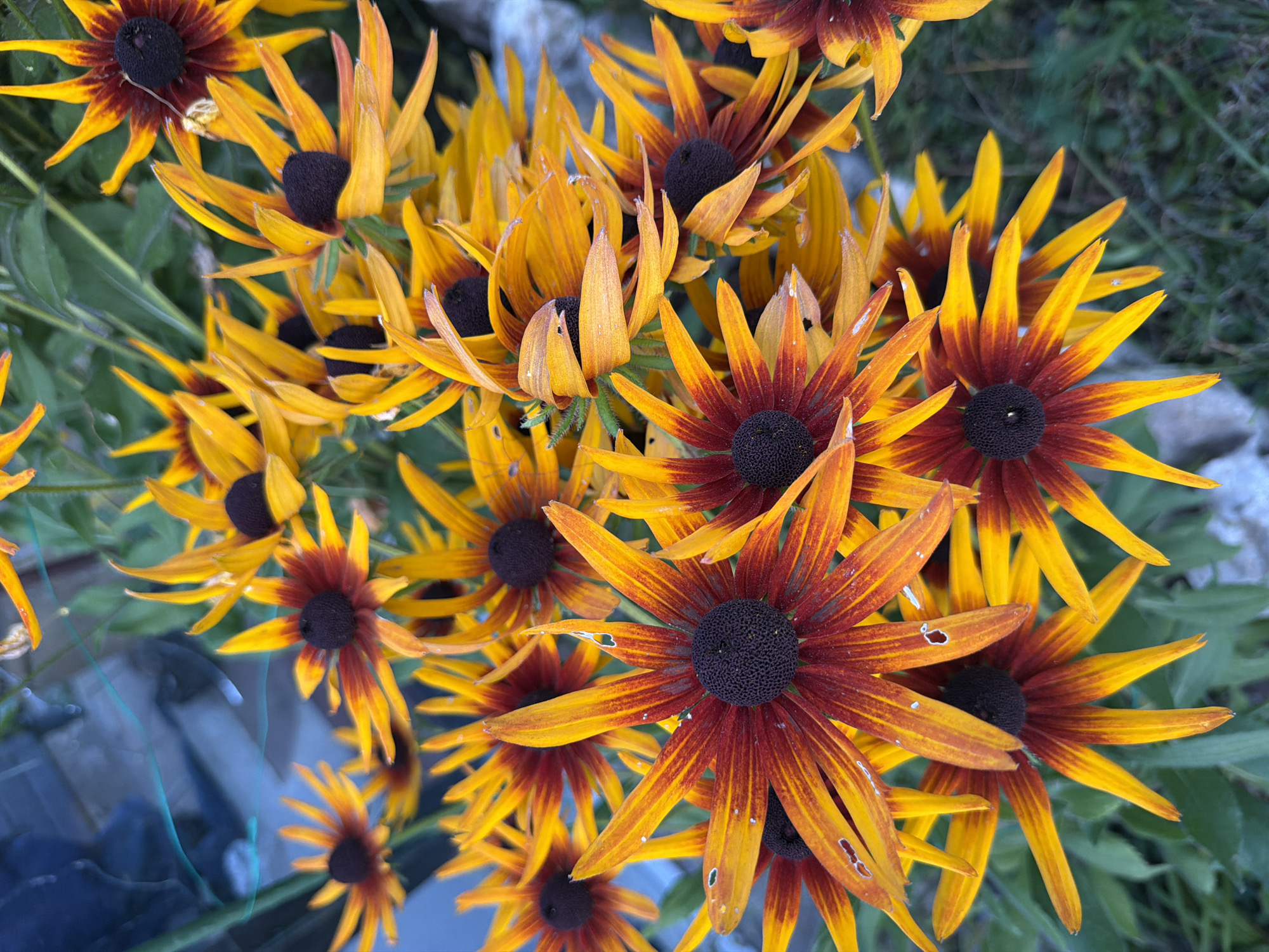 The image shows a cluster of Black-Eyed Susan flowers, characterized by their bright yellow petals that transition to a deep reddish-brown near the dark brown center. Some petals show signs of wear, with small tears or wilting. The flowers are densely packed, with their blooms facing various directions, suggesting they are part of a garden or a wild patch of flowers. The background is a blur of green foliage and some out-of-focus elements that could be parts of a fence or structures. One hint image shows a blueish, blurry background with what appears to be a pathway or ground surface. The scene appears to be outdoors. The location is not specified in the image or hints.
