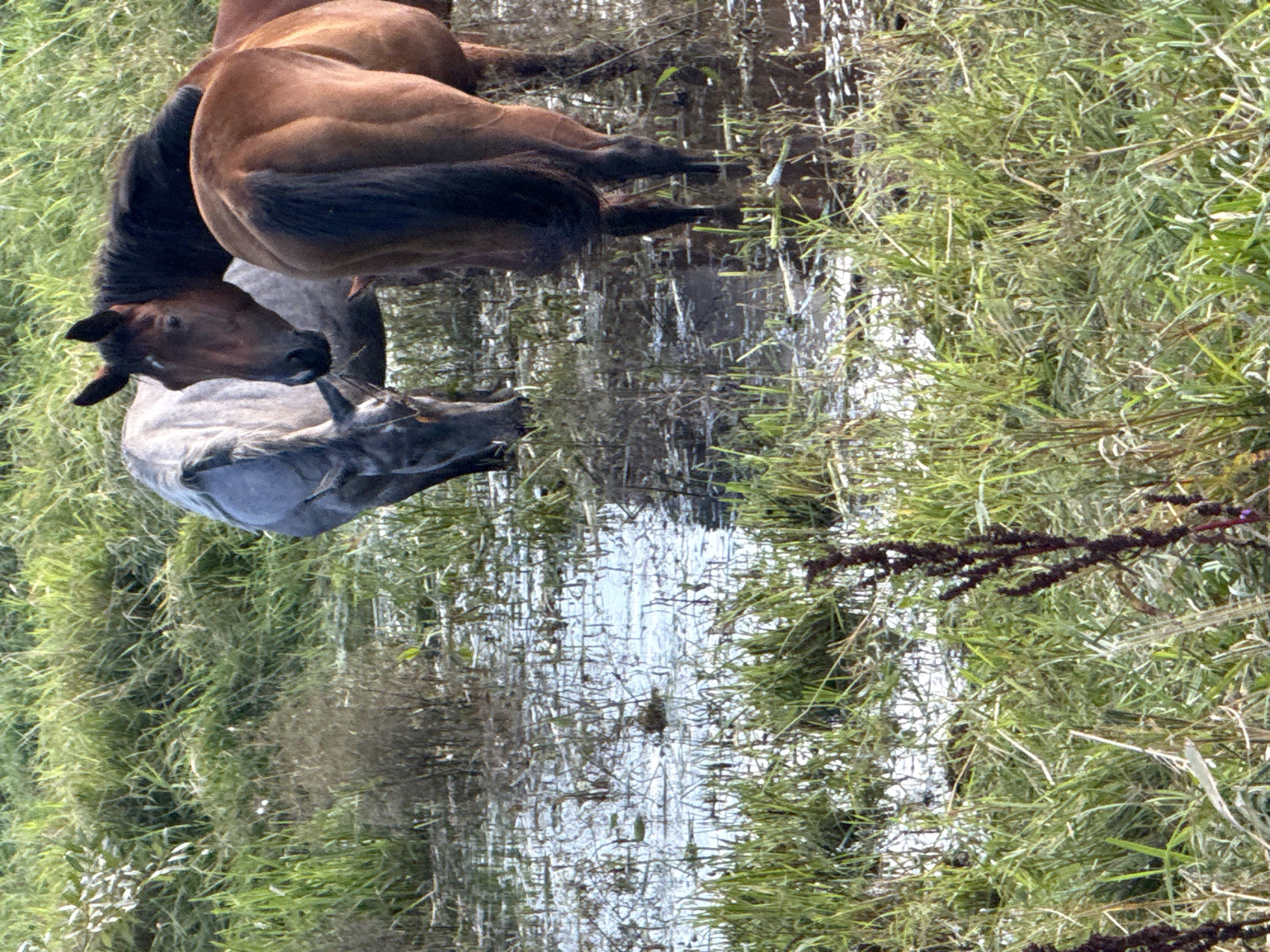 Three horses stand in a shallow, muddy body of water surrounded by tall green grass. One horse, a dark brown color, is closest to the viewer, facing away. To its left, a light gray horse with a dark mane lowers its head to drink. Behind the gray horse, a third horse with a dark brown coat and a black mane stands with its head turned towards the gray horse. The water reflects the sky and the surrounding vegetation. The scene appears to be an outdoor natural environment, possibly a pasture or wetland. The location is in the vicinity of Galinė, Lithuania.