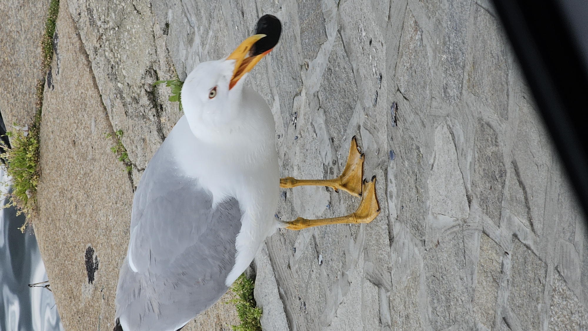 The image depicts a Yellow-legged gull (Larus michahellis) standing on a stone surface, likely part of a promenade or pier. The gull has a white head and body with gray wings. Its bill is bright yellow with a black band near the tip. Its legs and feet are also bright yellow. The background shows a section of stone pavement and some green grass growing along the edges. The location is likely a waterfront area in Varna, Bulgaria, a common habitat for these gulls.