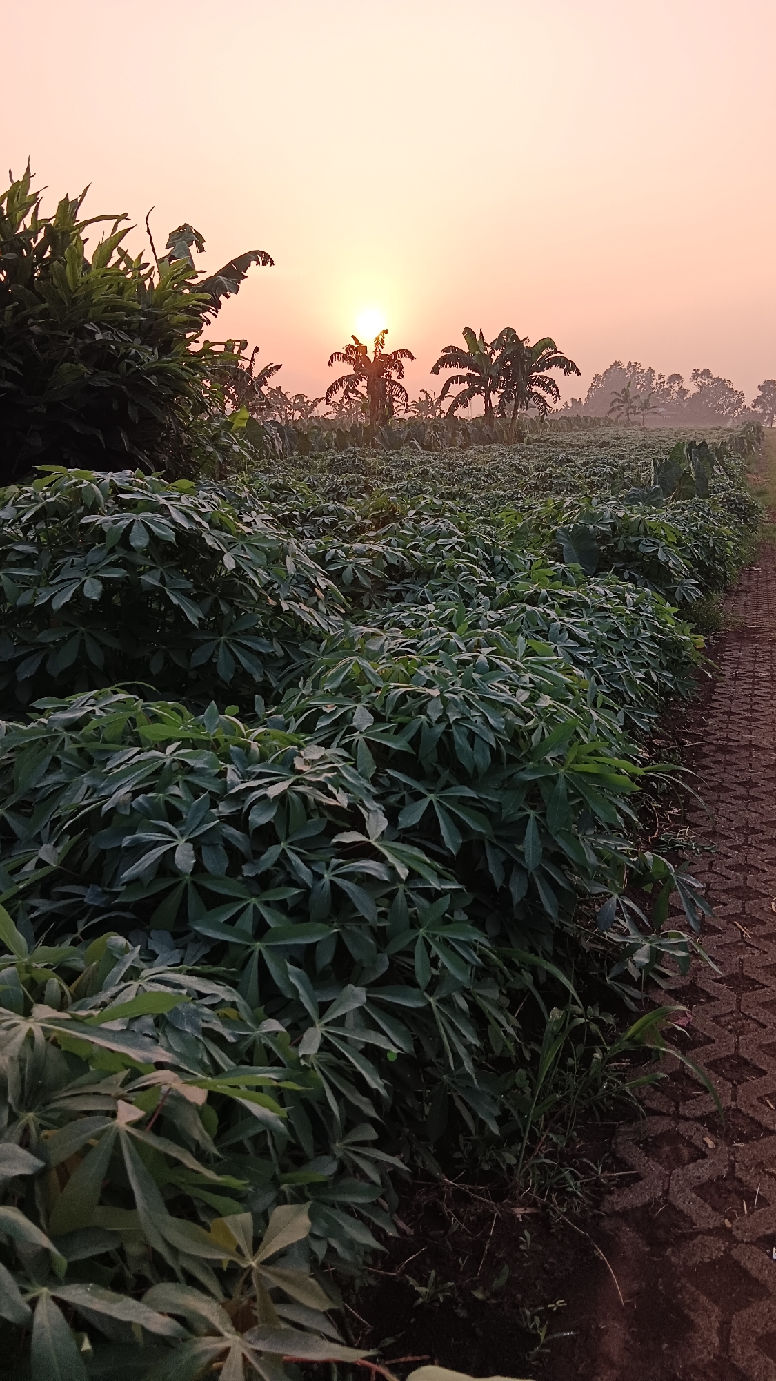 The image depicts an agricultural field at either sunrise or sunset, located in Kemang, Indonesia. The sky above is a clear expanse of light orange and pink, with the bright, diffused orb of the sun positioned low on the horizon, partially obscured by the silhouettes of trees.
In the foreground and midground, dense rows of cassava plants (Manihot esculenta) dominate the landscape, characterized by their large, palmate green leaves. Some larger-leafed plants, consistent with taro, are interspersed among the cassava further back. These crops extend towards the horizon, indicating a large plantation.
In the middle distance, numerous banana trees (Musa spp.) with their broad leaves are silhouetted against the bright sky, particularly around the sun. Further beyond, a line of taller, indistinct trees forms a hazy, dark green horizon.
On the right side of the image, a narrow pathway made of interlocking reddish-brown concrete pavers extends into the distance, separating the cultivated field from the viewer's immediate space. Small amounts of green grass and weeds are visible along the edge of the path and growing between some of the pavers.
The scene is devoid of any human or animal presence. The lighting suggests a tranquil, early morning or late afternoon ambiance over a rural agricultural setting.