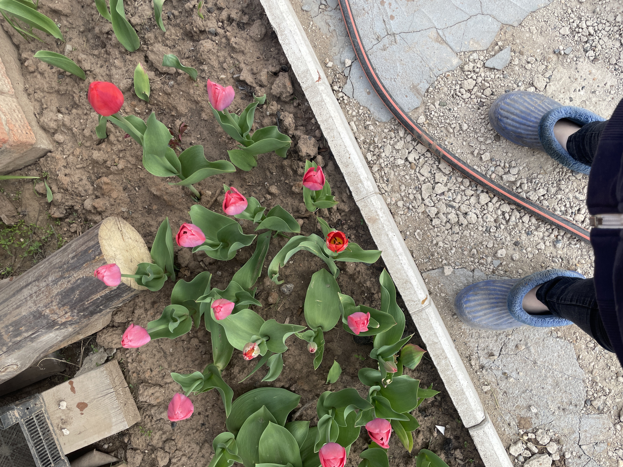 The image depicts a garden bed filled with blooming tulips, predominantly pink with a few red. The soil is dark brown, appearing recently tilled. To the right of the garden bed, a gray concrete border separates it from a gravel area with cracked concrete slabs. A length of orange and black garden hose lies partially coiled on the gravel. A person is standing beside the garden bed wearing dark pants and blue, striped slippers with a light blue lining. The scene appears to be in a residential garden. There is no clear evidence to confirm the location is Zav'yalovo, Russia.