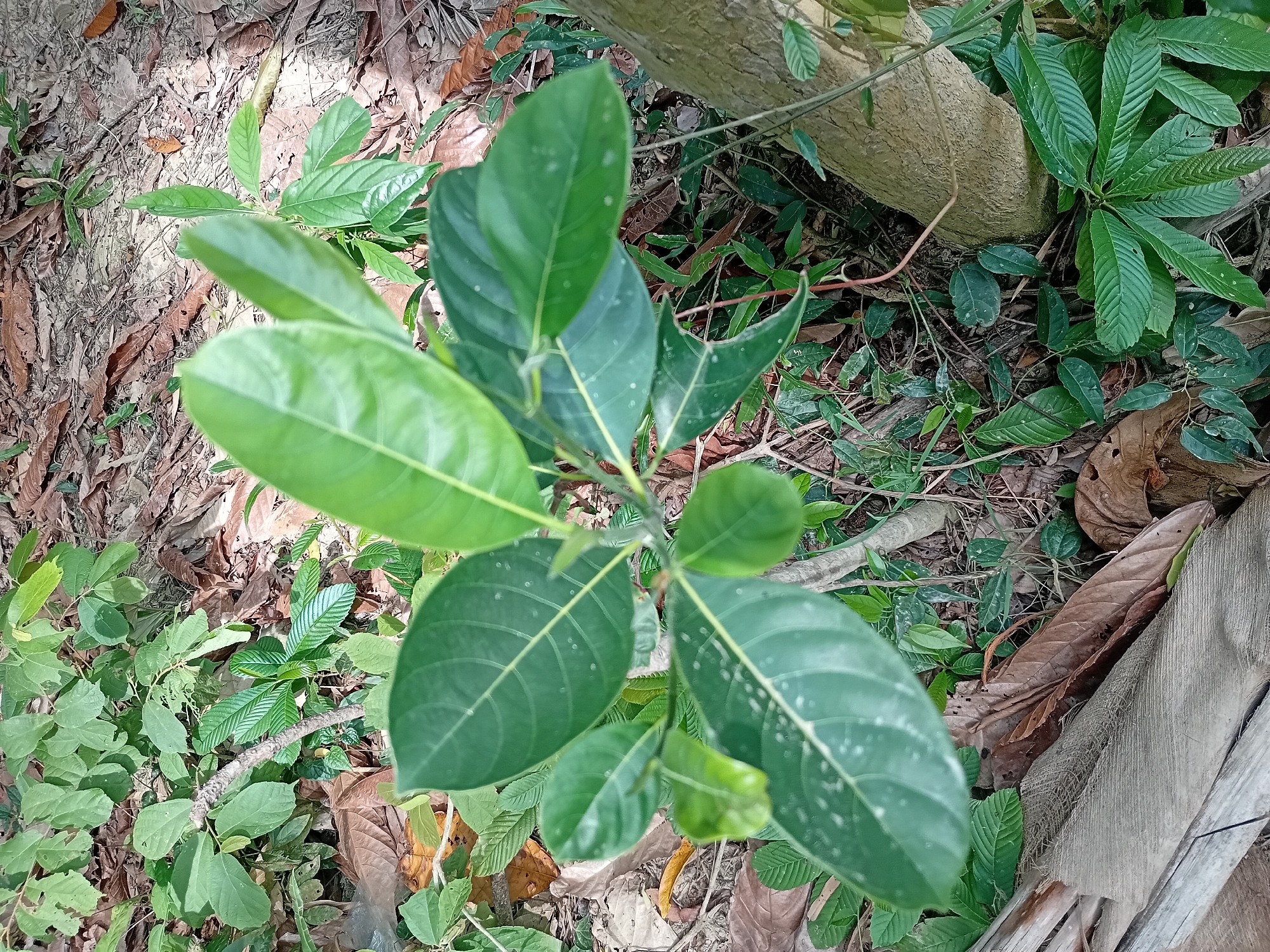The image shows a close-up, overhead view of a small, green plant with several leaves. The plant is growing in a natural outdoor environment, with dry leaves and dirt visible on the ground. A portion of a tree trunk is also present on the right side of the frame. The lighting suggests it is daytime. The image appears to be taken in Darulaman, Indonesia, based on the context provided.