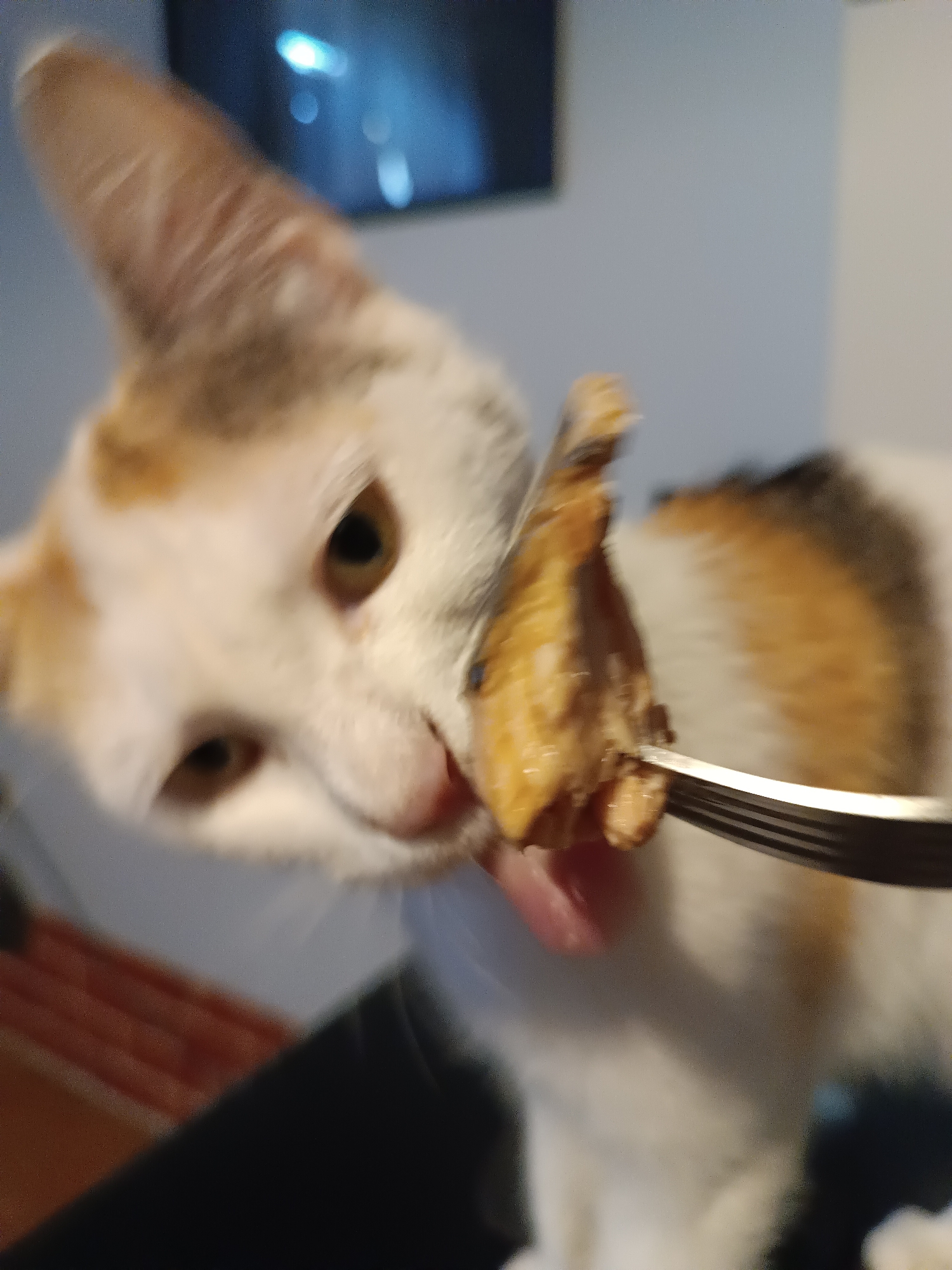 A blurry, close-up photo shows a calico cat reaching for a piece of food held on a fork. The cat's face is in focus, and its mouth is open as if trying to take the food. The fork is silver, and the food appears to be cooked. In the background, there is a blurred television screen and a light-colored wall. The location is stated as Viadana, Italy, but there is no evidence of this in the image.