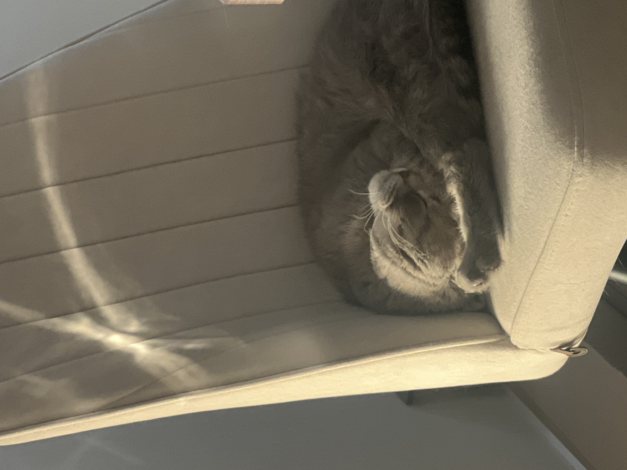 A gray cat is curled up asleep on a beige chair. The chair has horizontal lines across the seat. The location in the city of Votkinsk, Russia is not discernible from the image.