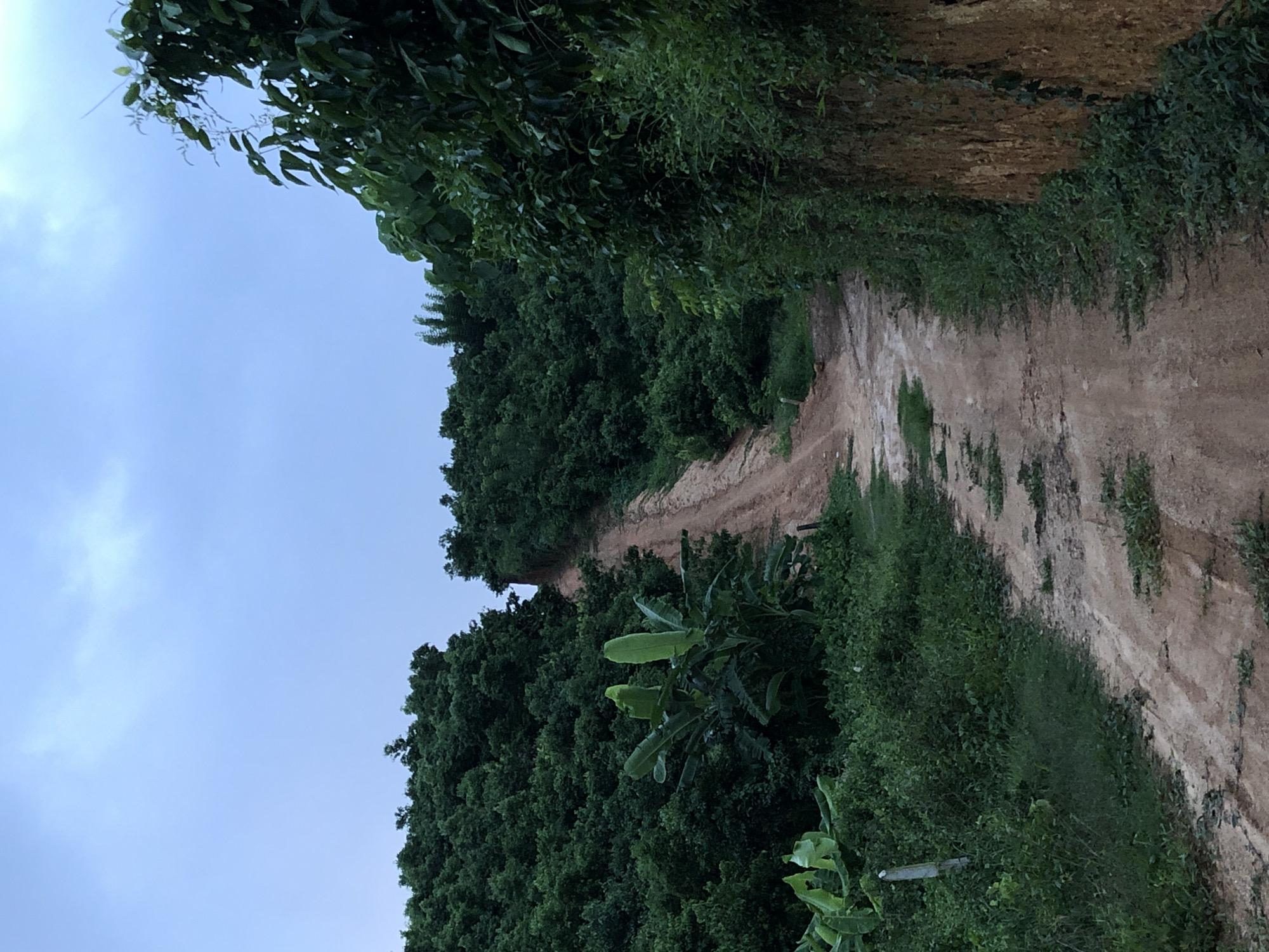 The image depicts a dirt road ascending a densely vegetated hillside, under a cloudy sky, in the vicinity of Thiththagalla, Sri Lanka. The road, marked by tire tracks and sparse patches of grass, winds upwards towards a crest obscured by trees. To the left of the road, a cluster of banana plants stands amidst thick green foliage and grass. To the right, a steep embankment, composed of reddish-brown soil and covered with vines and smaller plants, rises sharply, creating a distinct visual boundary. The overall impression is one of a rural, natural landscape, possibly an access route to higher ground or a secluded area. The lighting suggests it is late afternoon or early evening. There are no people or animals visible in the image.