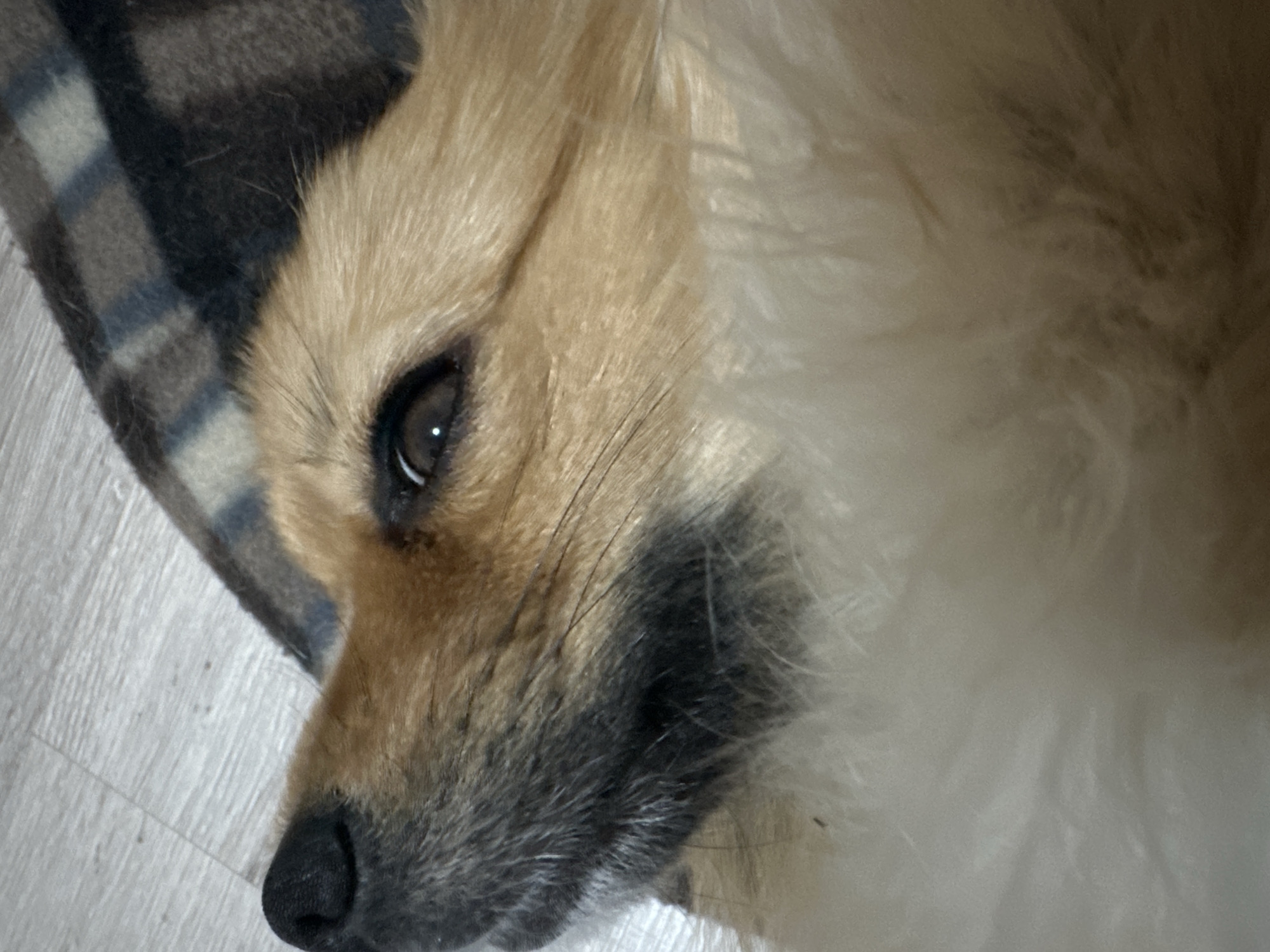 A close-up shot shows the head of a light brown and white dog resting on a light-colored surface, possibly a floor. The dog is lying next to a dark plaid blanket. The dog's left eye is visible, and its nose is black. There is no indication of the location being Plovdiv, Bulgaria, or any other city. The scene appears indoors, with a focus on the animal's face.