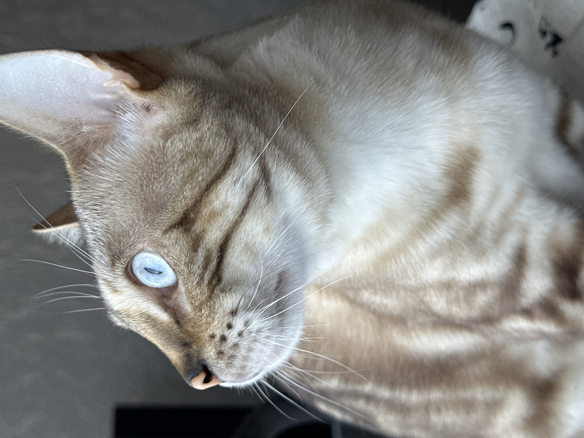 A close-up, side profile shot captures the head and upper body of a Bengal cat. The cat has striking, light blue eyes and distinctive brown rosettes against a tan and white coat. Its fur is detailed with visible stripes and speckles. The background is softly blurred, suggesting an indoor environment with muted gray tones and hints of dark objects on the left. The cat is looking to the left of the frame, with its nose, mouth, and whiskers clearly visible. The image does not contain any information about the city of Energetik, Russia, nor does it depict any people or specific actions.