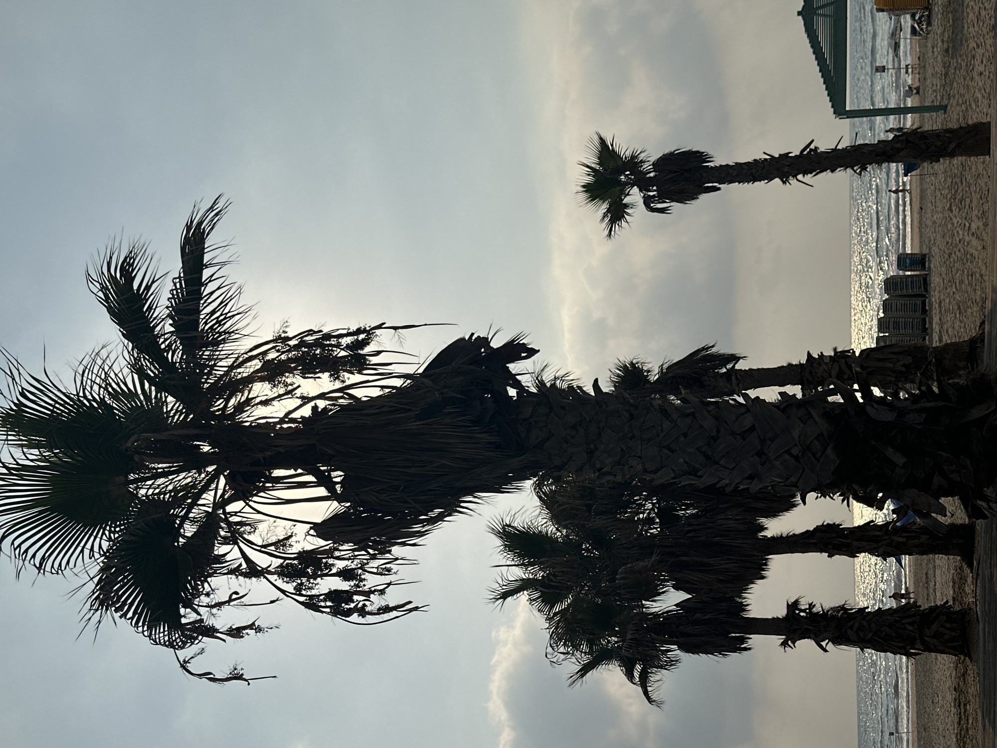 The image depicts a beachfront scene in Bat Yam, Israel, likely during the late afternoon or early evening, as indicated by the soft, diffused sunlight. Silhouetted palm trees dominate the foreground, their fronds and trunks appearing dark against the hazy sky. The sun is partially obscured by the central palm tree, creating a bright halo effect.
In the mid-ground, a sandy beach stretches towards the sea. The water is calm, with gentle waves reflecting the light. A few scattered beach chairs and umbrellas are visible on the sand, some stacked. A couple of individuals are present on the beach, walking near the waterline. The sky is overcast with soft, grey clouds.
The overall impression is one of a tranquil, coastal environment bathed in subdued light, characteristic of a relaxed day at the beach in Bat Yam.