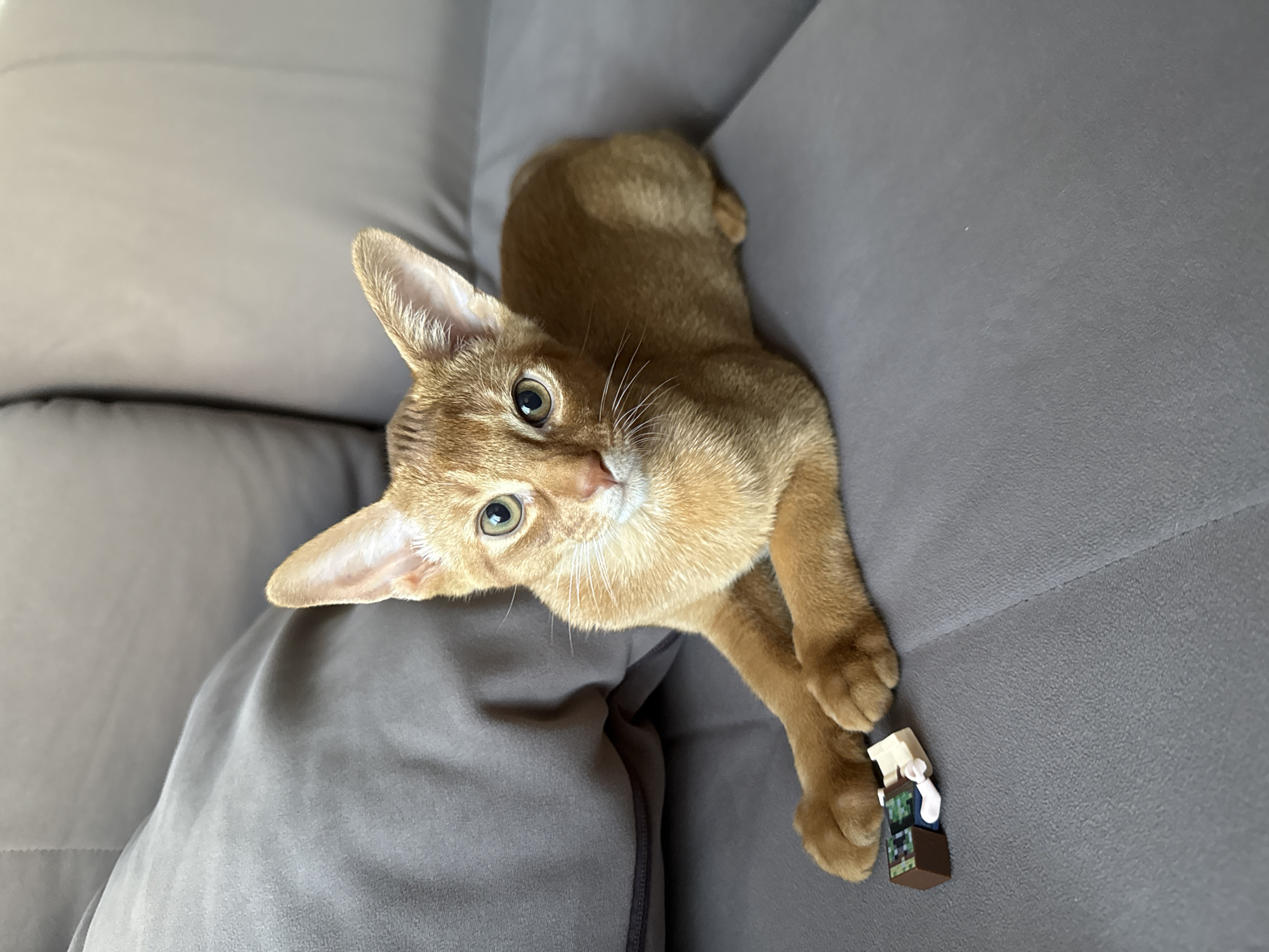 The image shows an Abyssinian cat lying on a grey couch. The cat is an adult with short, reddish-brown fur and large ears. Its eyes are a striking green, and it is looking directly at the camera with an alert expression. The cat's front paws are extended, and one paw is resting near a small Lego figurine. The figurine appears to be a person with a brown hat and green clothing. The couch is upholstered in a textured grey fabric and has deep cushions. The lighting suggests it is daytime, likely indoors, with soft light illuminating the scene. There are no visible text elements in the image. The cat's posture and gaze convey curiosity and playfulness, as if it has just noticed the camera or the toy. The overall impression is a candid moment captured of a domestic pet in a relaxed setting. The location context provided is Stary Oskol, Russia.