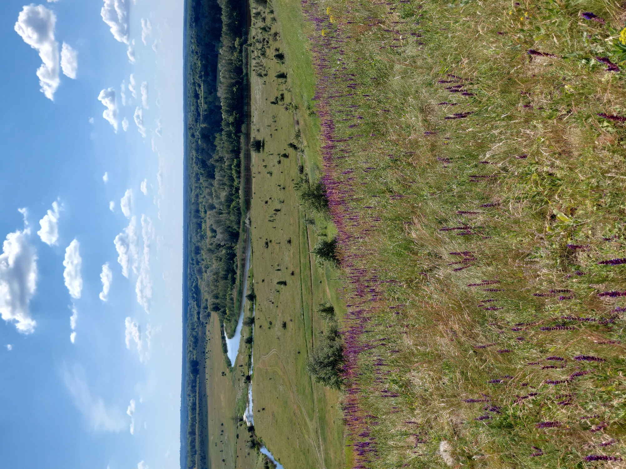 The image depicts a pastoral landscape under a bright blue sky dotted with white, puffy clouds. In the foreground, a grassy slope is covered with a profusion of tall, dry grasses interspersed with numerous spikes of purple wildflowers. The slope gently descends into a wide, flat valley. A winding river with calm blue water meanders through the valley, bordered by lush green vegetation and trees. The distant horizon is marked by a dense line of dark green trees, suggesting a forest. The scene appears to be a natural, undeveloped area, likely a meadow or hillside overlooking a river valley. There are no people or man-made structures immediately visible in the frame, contributing to a sense of untouched nature. The overall impression is one of a serene, sunlit summer day in a rural setting.
