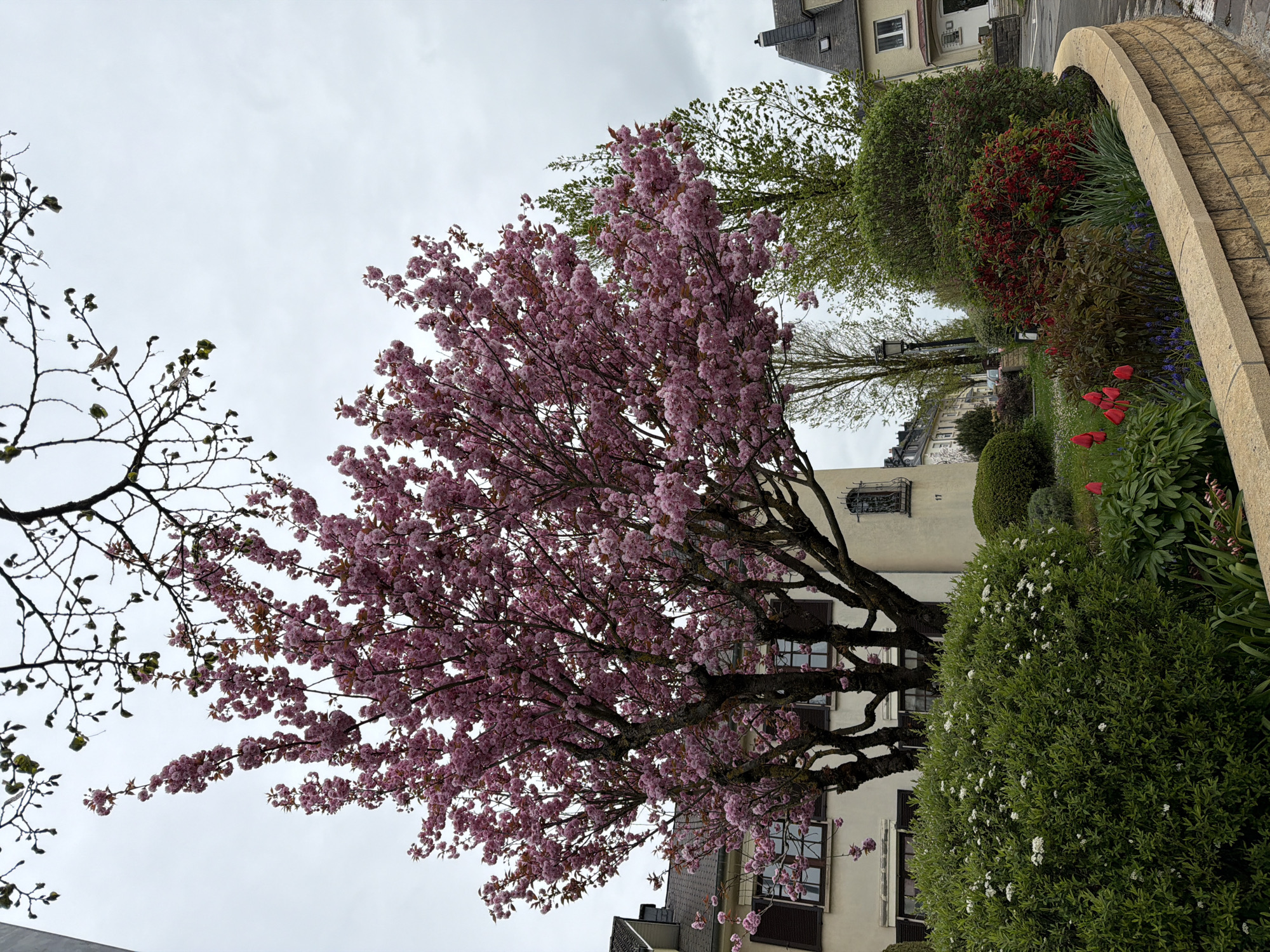 The image captures a scene in Esch-sur-Alzette, Luxembourg. A large tree with vibrant pink blossoms dominates the foreground, obscuring the lower part of a light-colored building with dark shutters. To the right of the tree is a landscaped area with diverse greenery, including bushes, red tulips, and other flowering plants, bordered by a curved stone structure. Bare branches are visible to the left of the flowering tree. The sky is overcast.