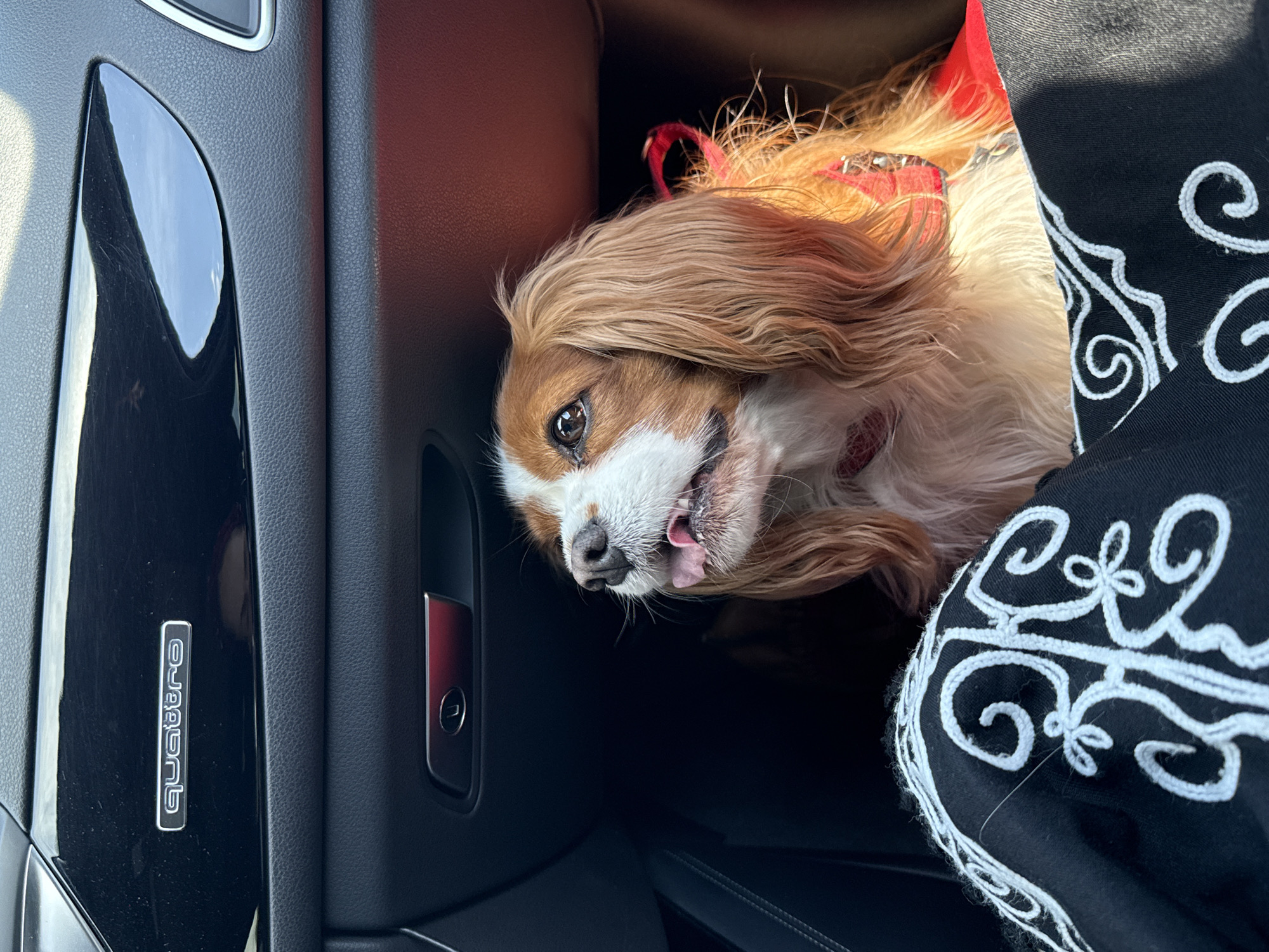 A Cavalier King Charles Spaniel dog is inside the passenger side of a black car, likely an Audi, as evidenced by the "Quattro" emblem on the door. The dog is wearing a red harness and leaning toward a person wearing black embroidered pants. The location is unspecified and not visible in this picture, so it is impossible to conclude that this picture was taken in Sofia, Bulgaria.